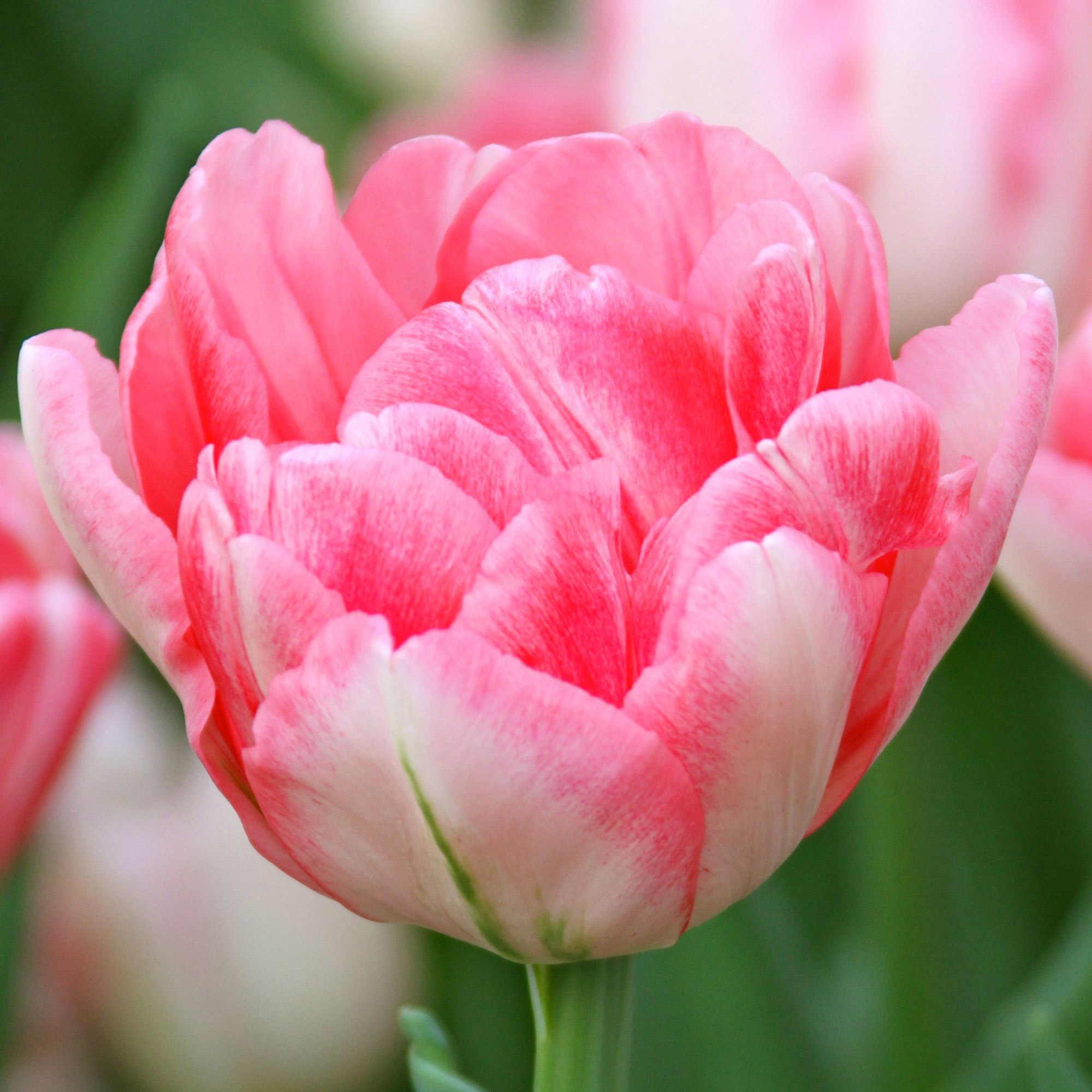 Enlarge Product Preview 3