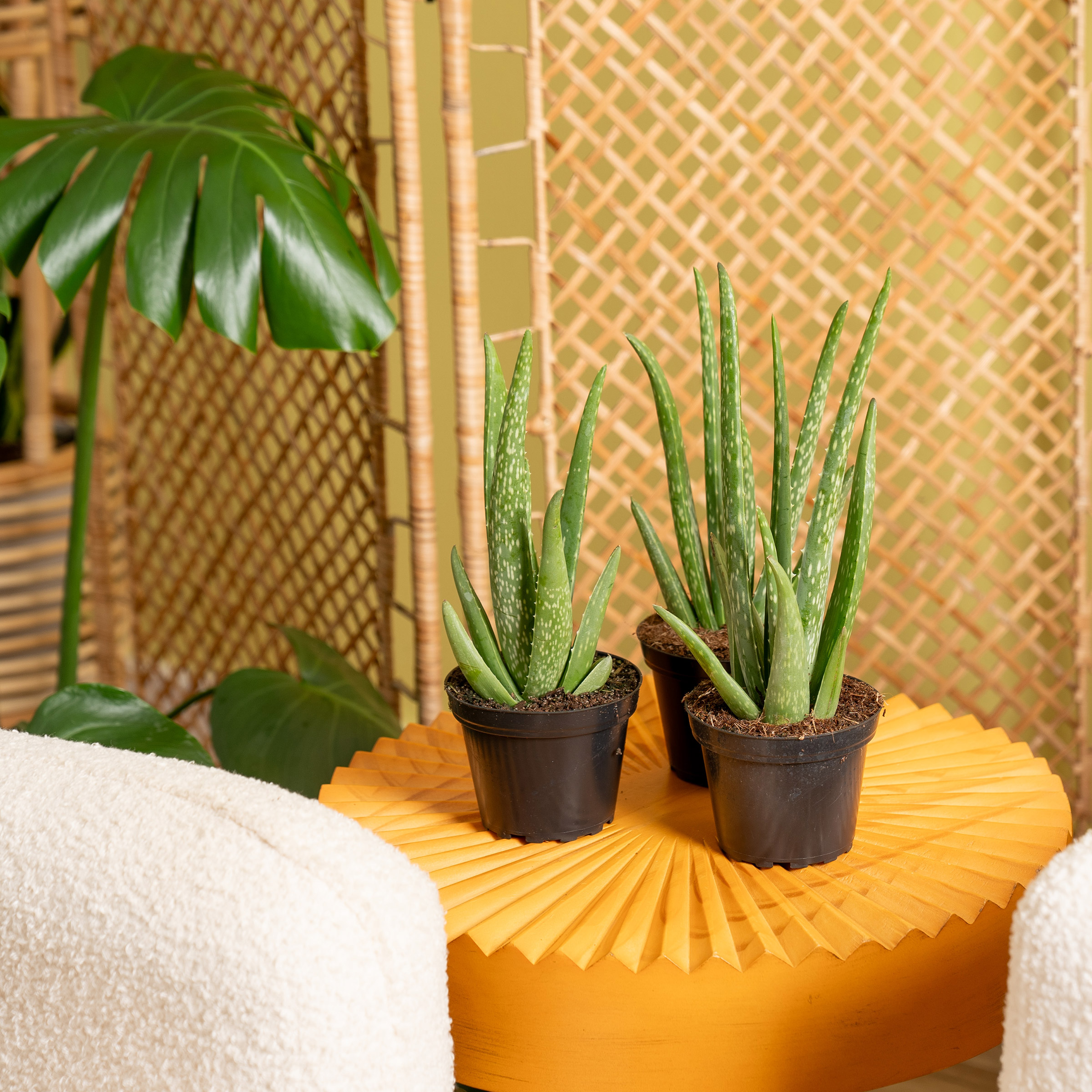 Costa Farms Aloe Vera Houseplant in Nursery Pot, 3-pack | Costco