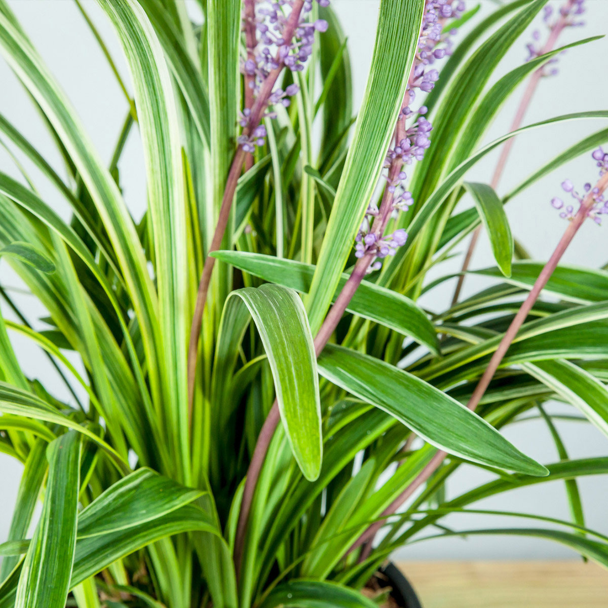 Enlarge Product Preview 7