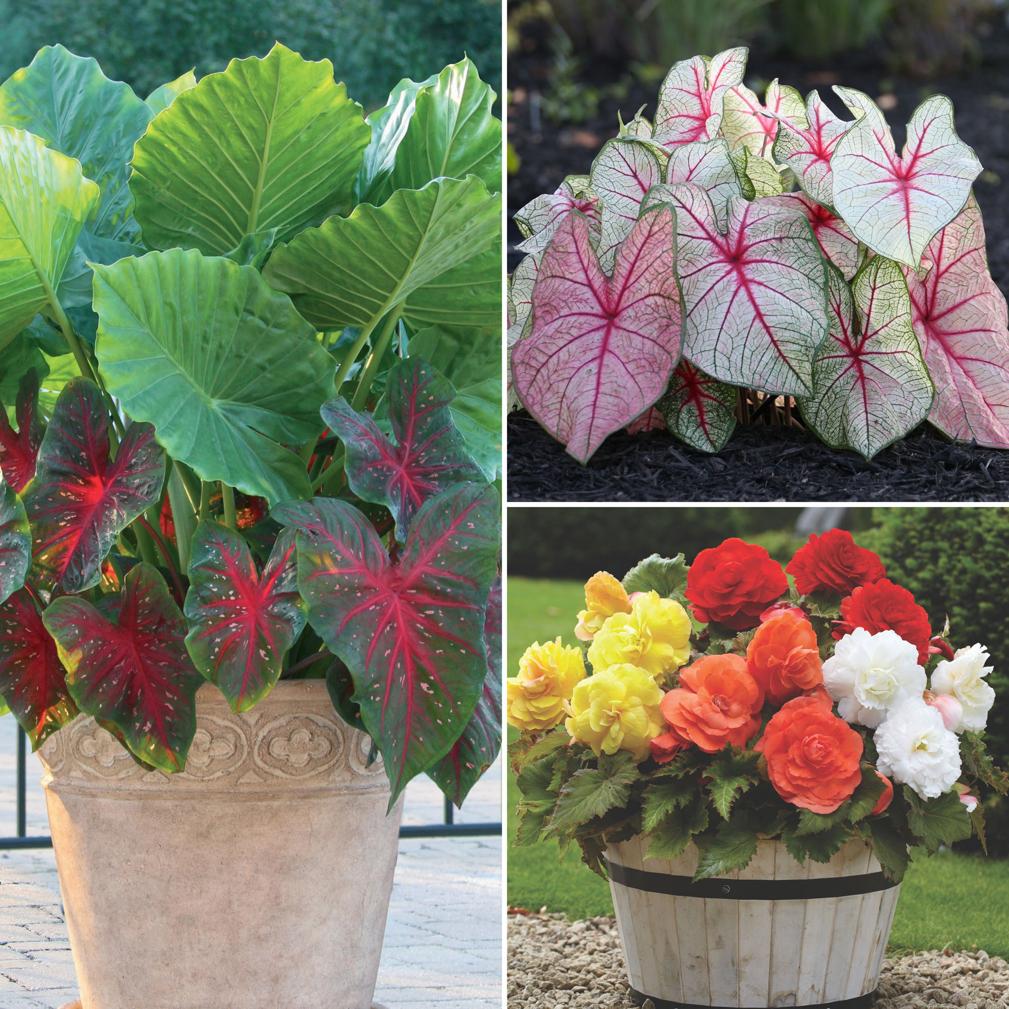fiddle leaf fig outdoors Ficus Fiddle Leaf Fig Standard – Lakewood Plant Company main image 1