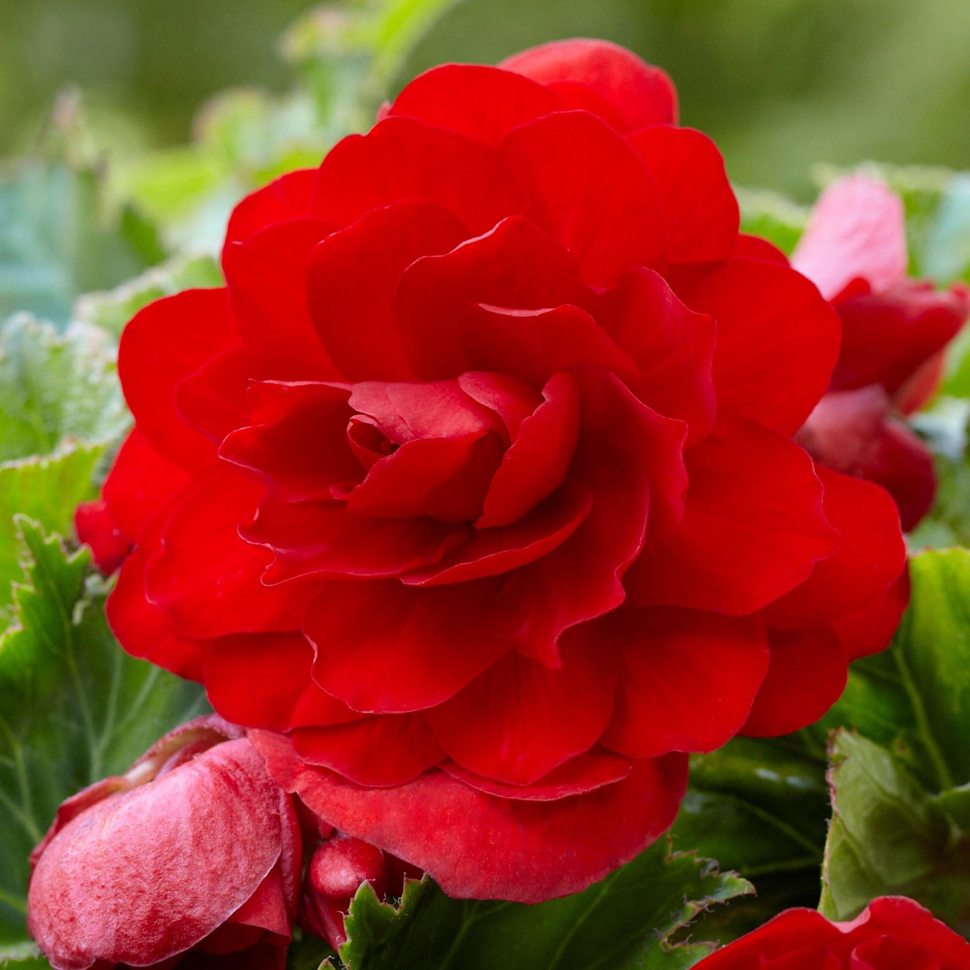 Enlarge Product Preview 3