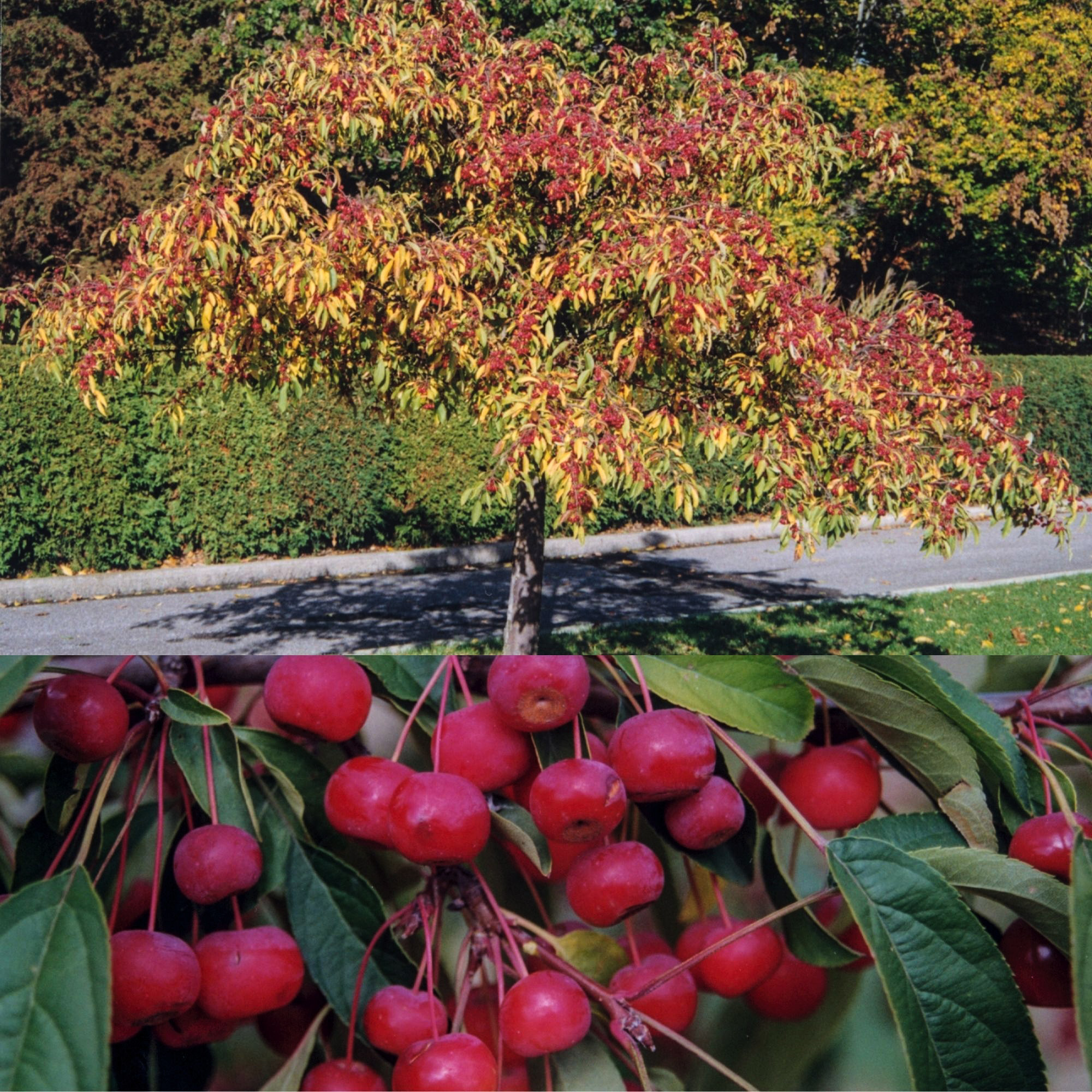 Enlarge Product Preview 4