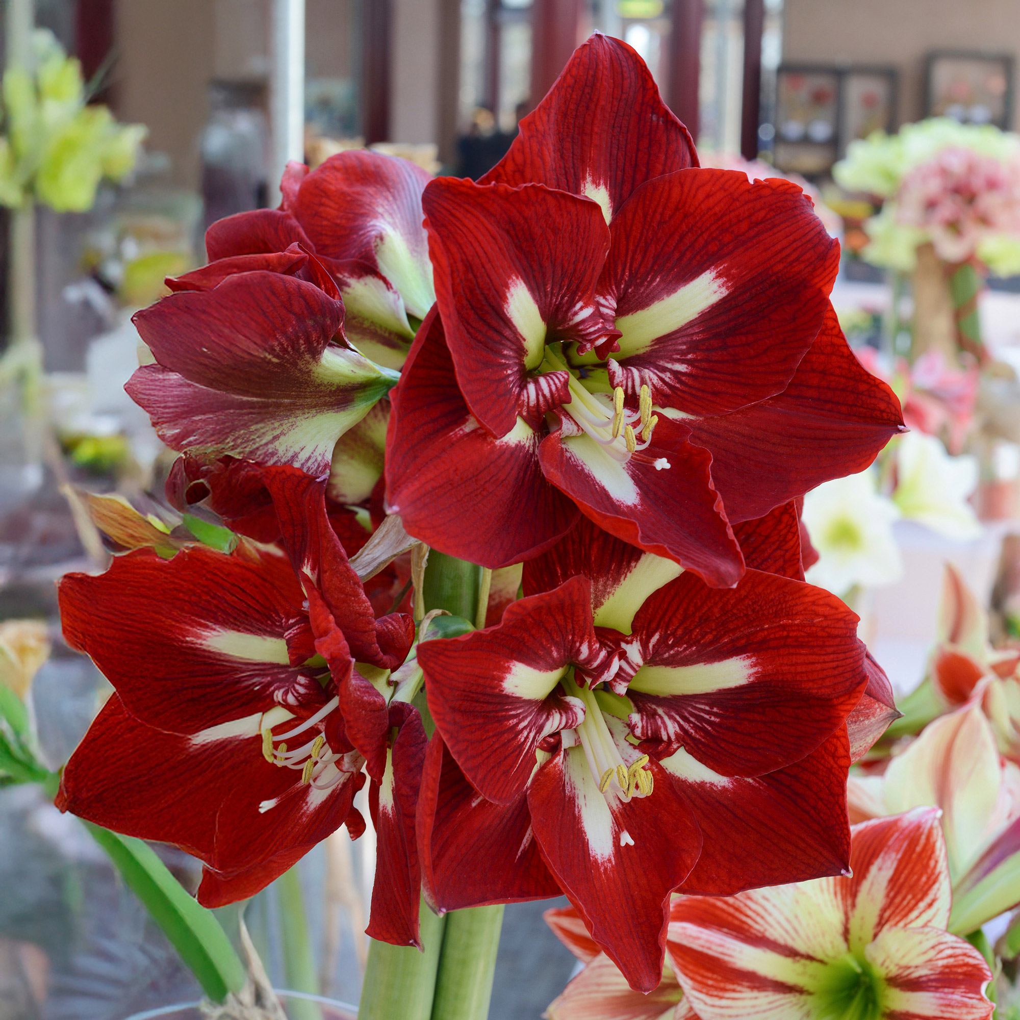 Enlarge Product Preview 3 Successfully Enriched by automation Job.