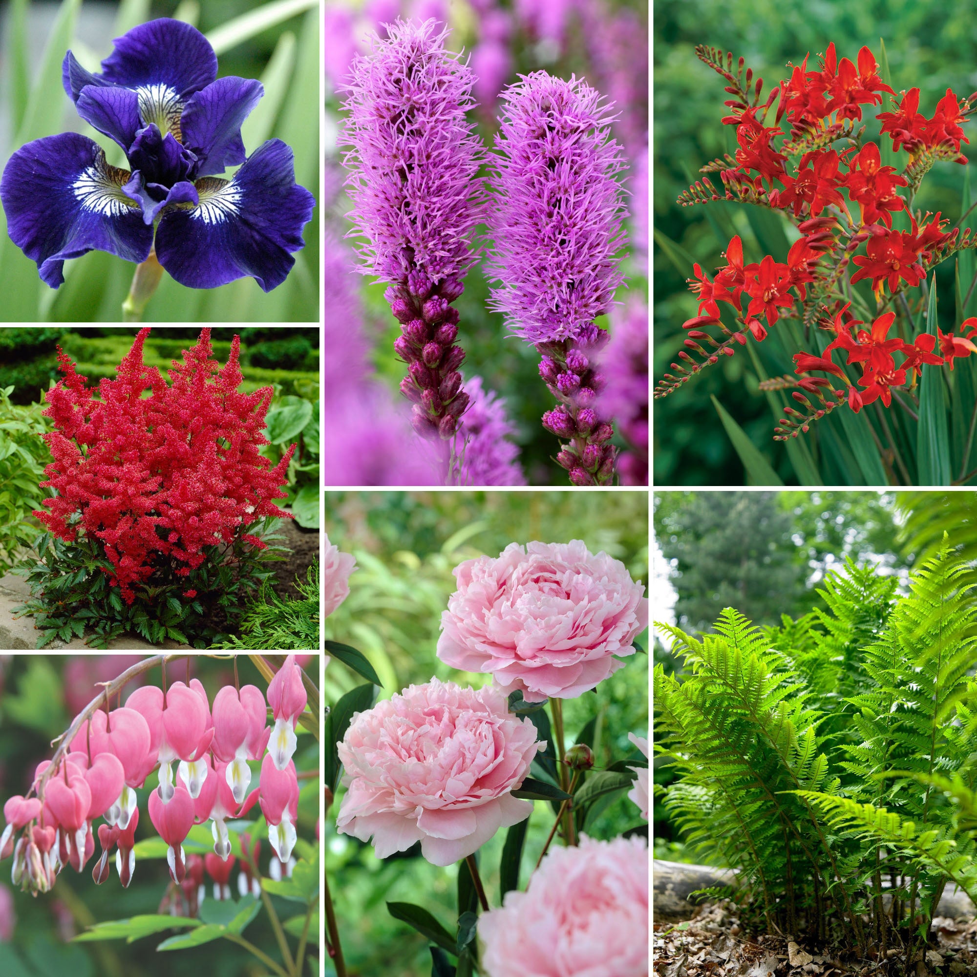 Pre-order Longfield Garden Solution Collections | Costco, image size:2000x2000