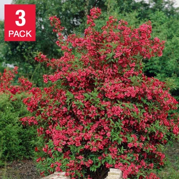 Longfield Gardens Spring Flowering Shrubs, 3-pack | Costco Longfield Gardens Spring Flowering Shrubs, 3-pack | Costco