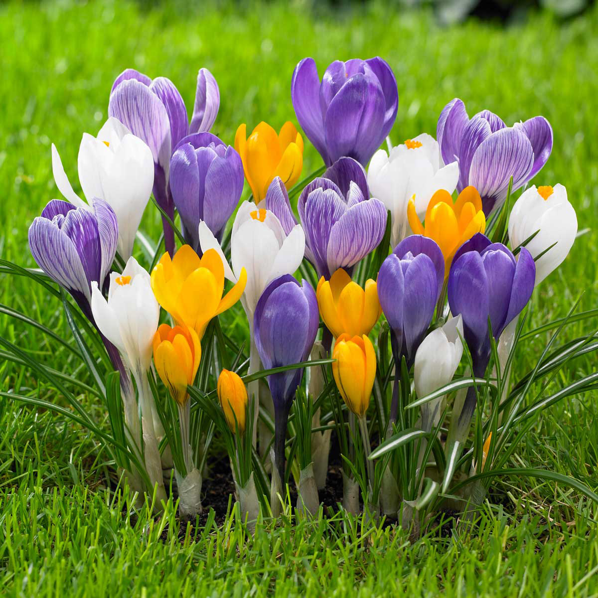 Longfield Gardens Crocus Flowering Mix - Thumbnail 2