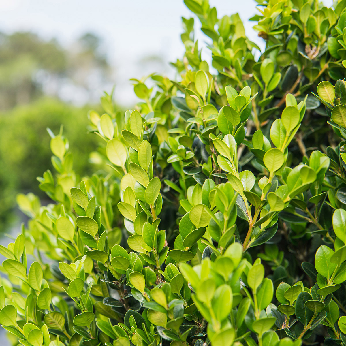 Enlarge Product Preview 3