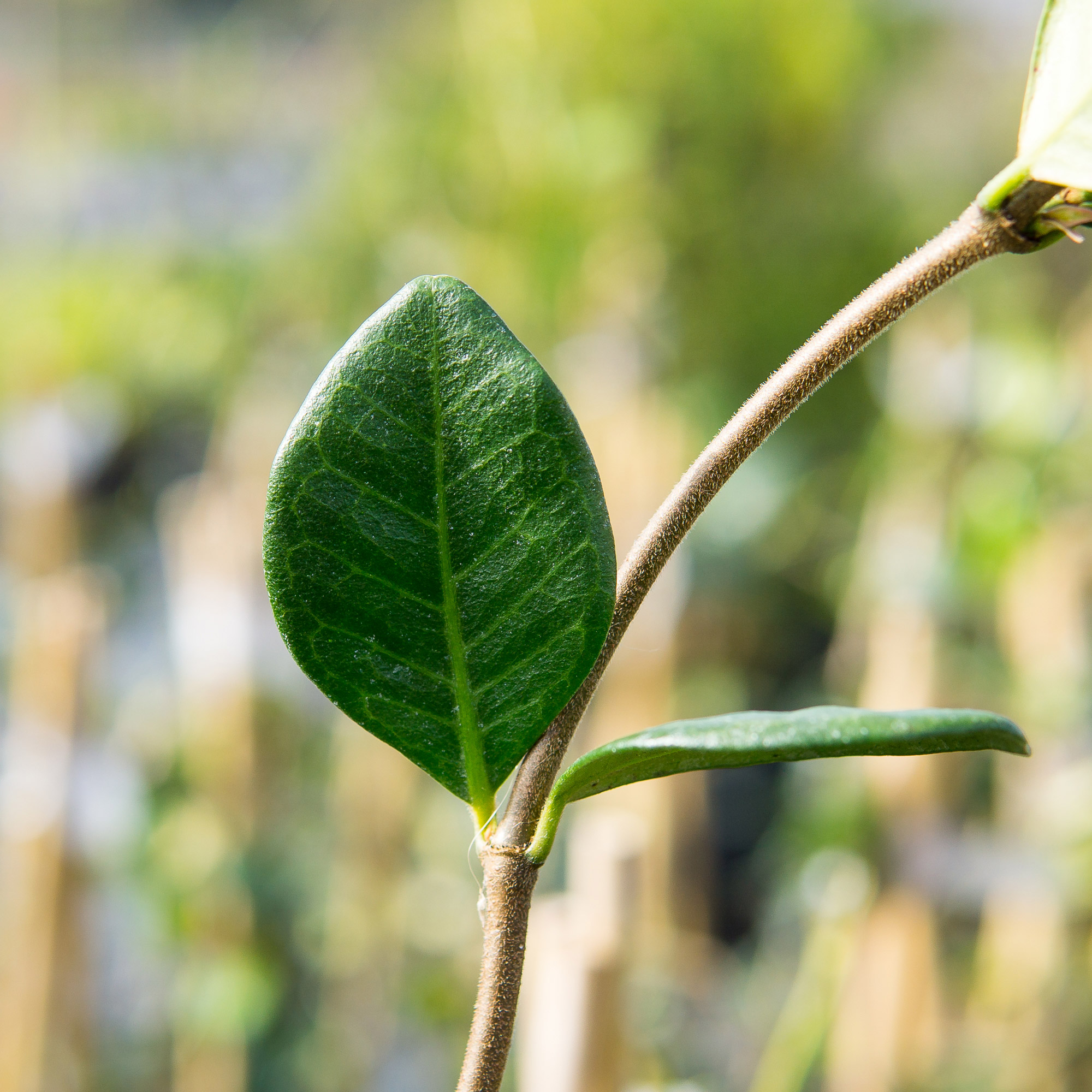 Enlarge Product Preview 4