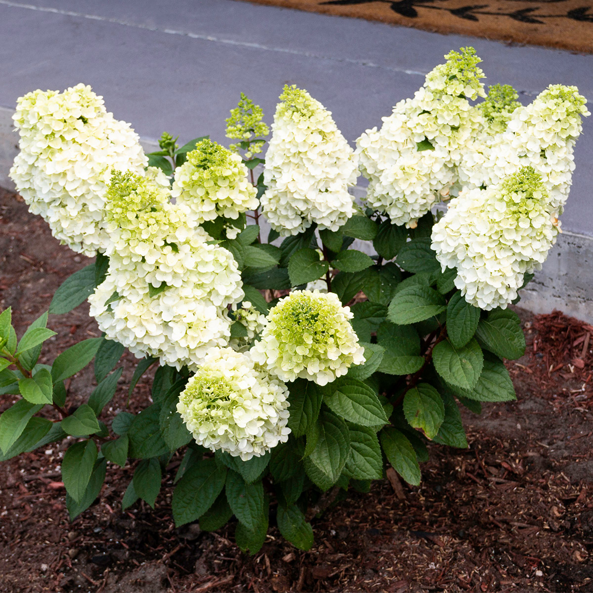 Bloomin Easy® by Van Zyverden Hydrangea 4