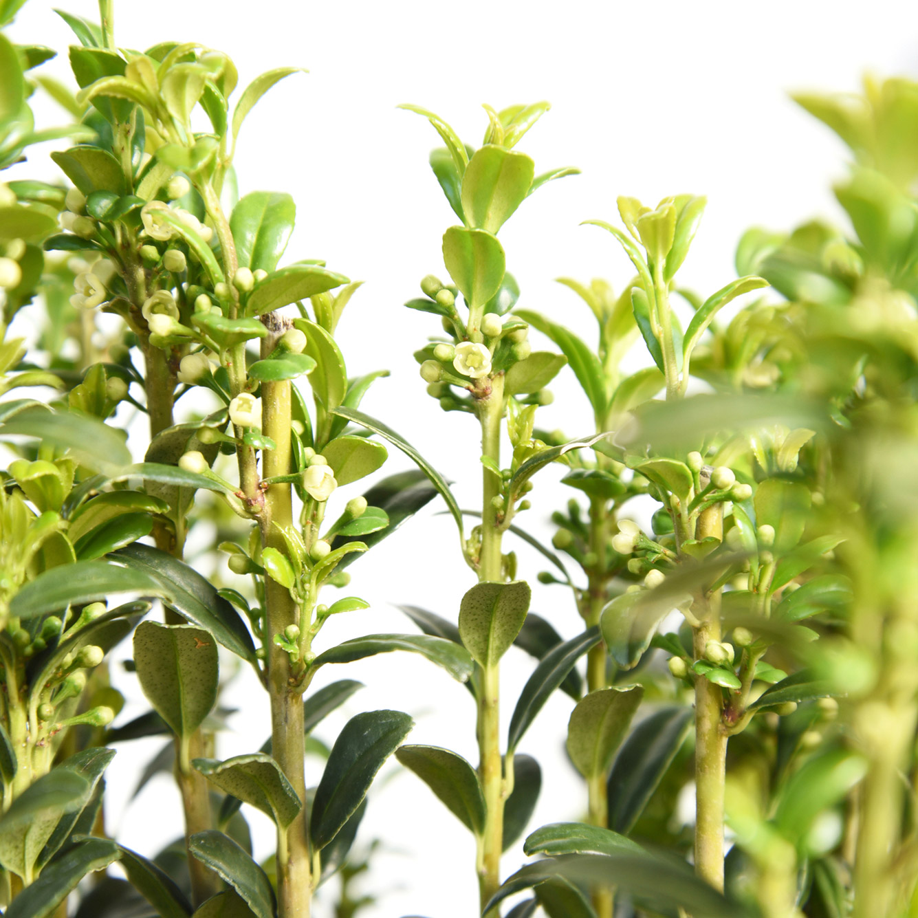 Enlarge Product Preview 2