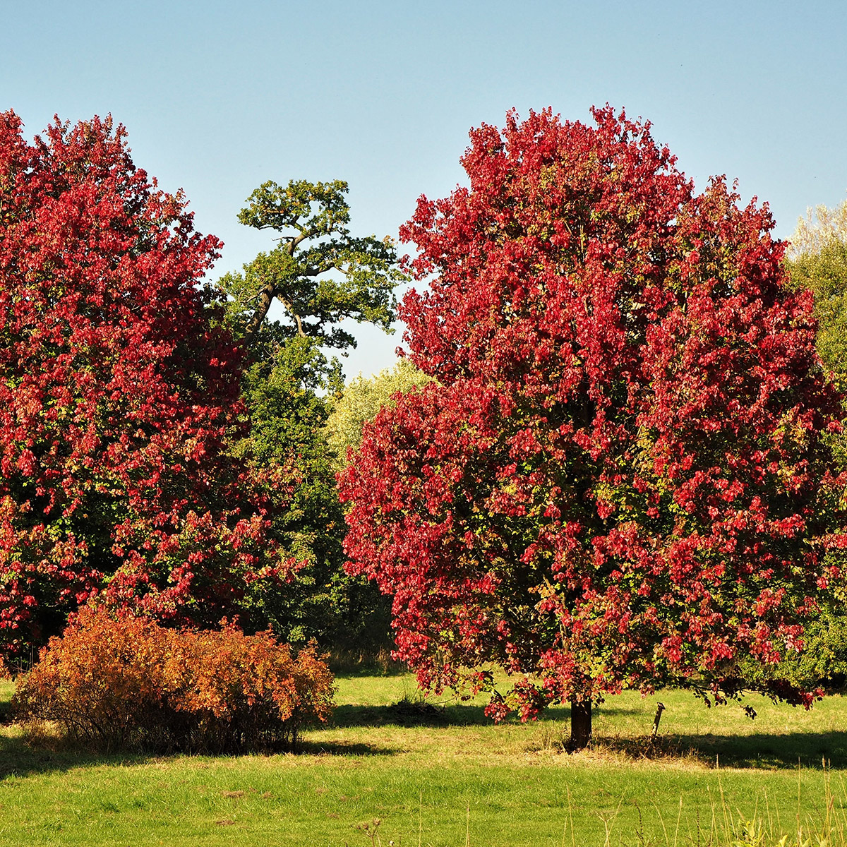 Enlarge Product Preview 3