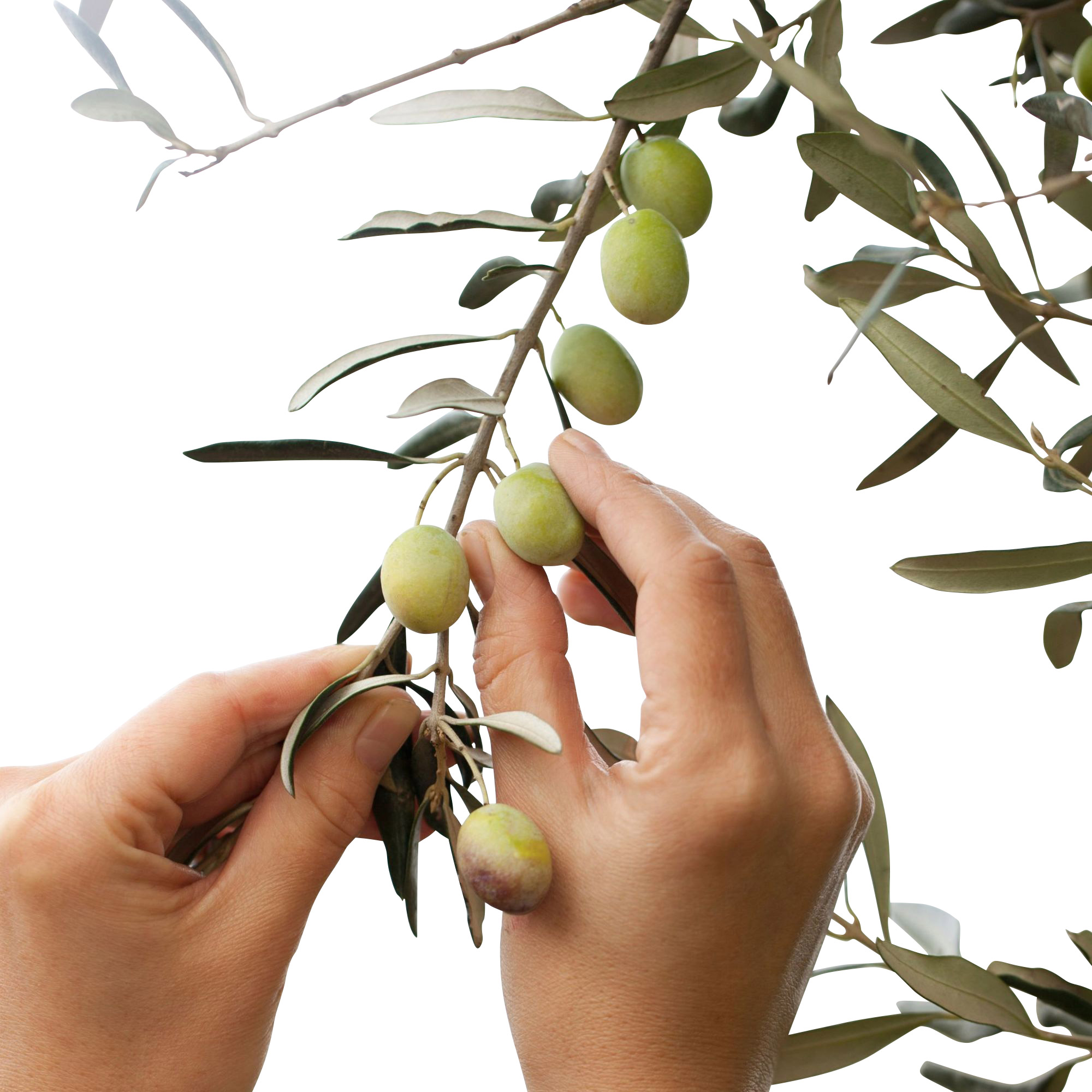 Enlarge Product Preview 2 Successfully Enriched by automation Job.