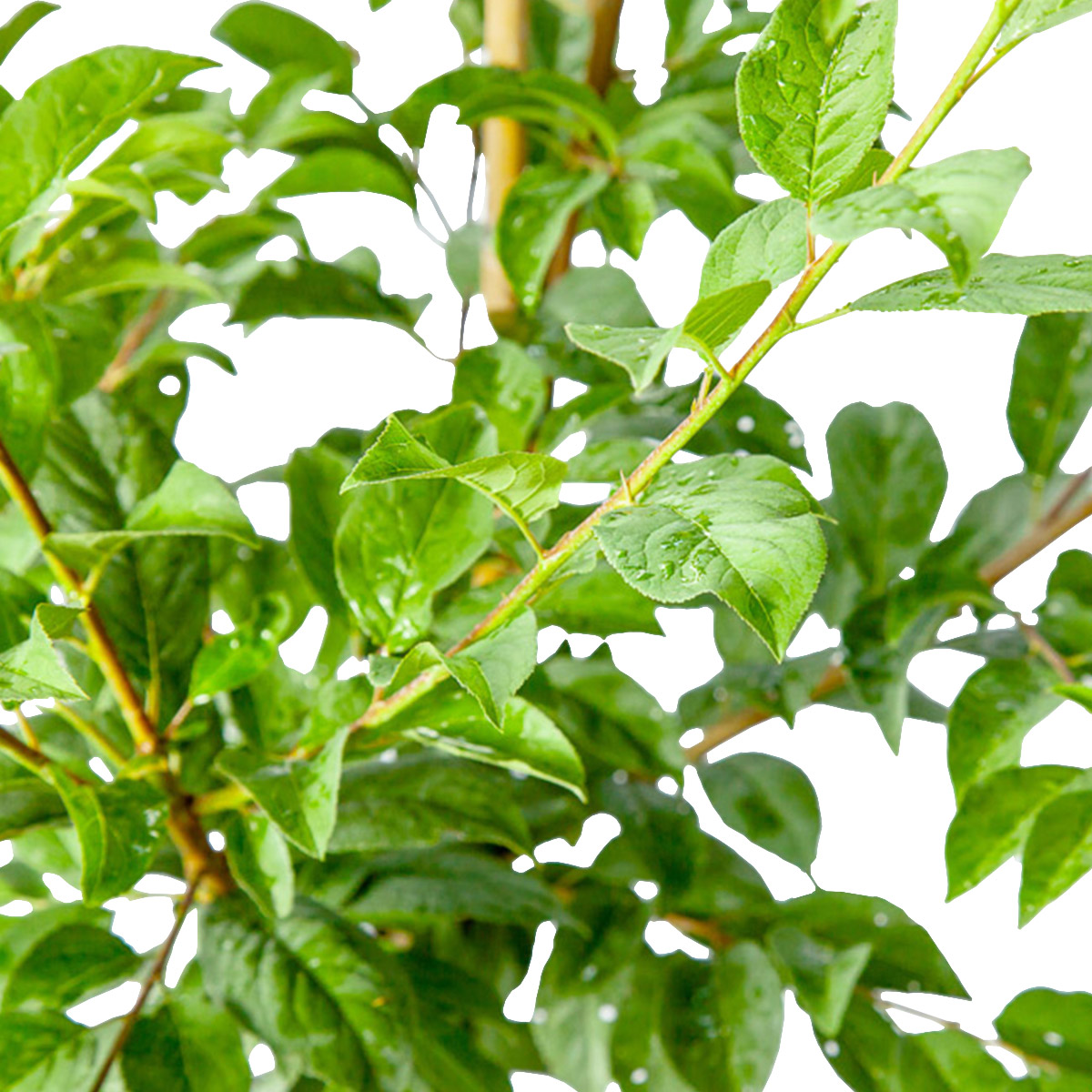 Enlarge Product Preview 4