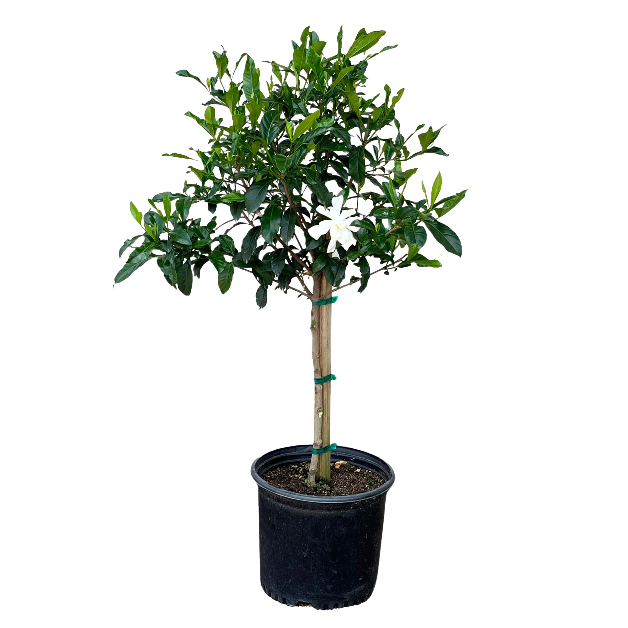 Everblooming Patio Gardenia Tree