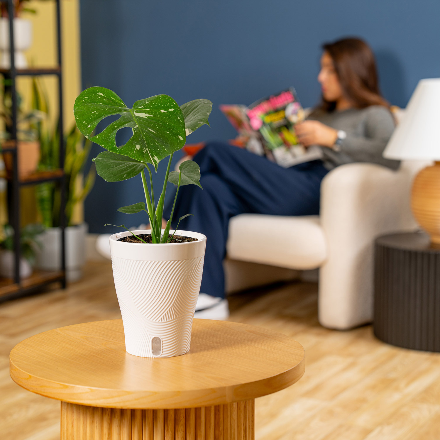 Costa Farms Monstera in Self-watering Pot | Costco