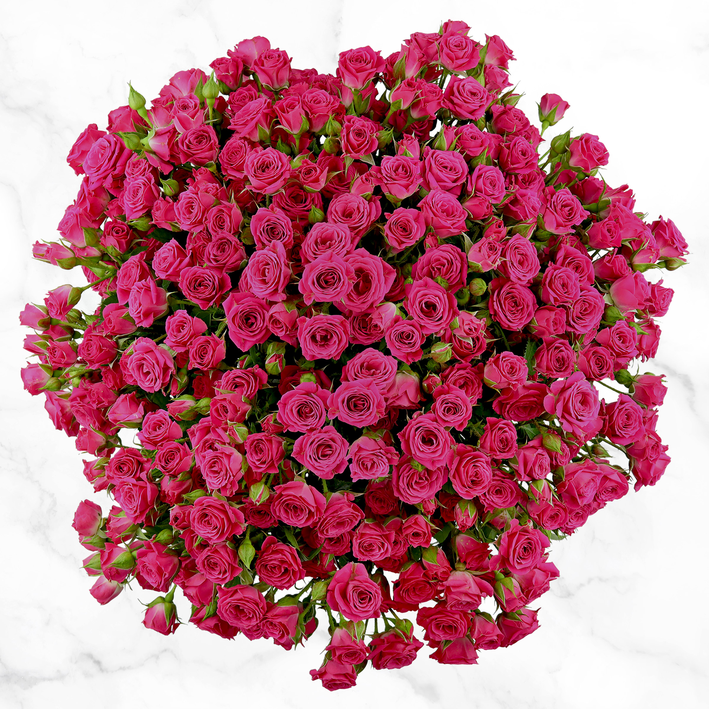 50-stem Spray Roses