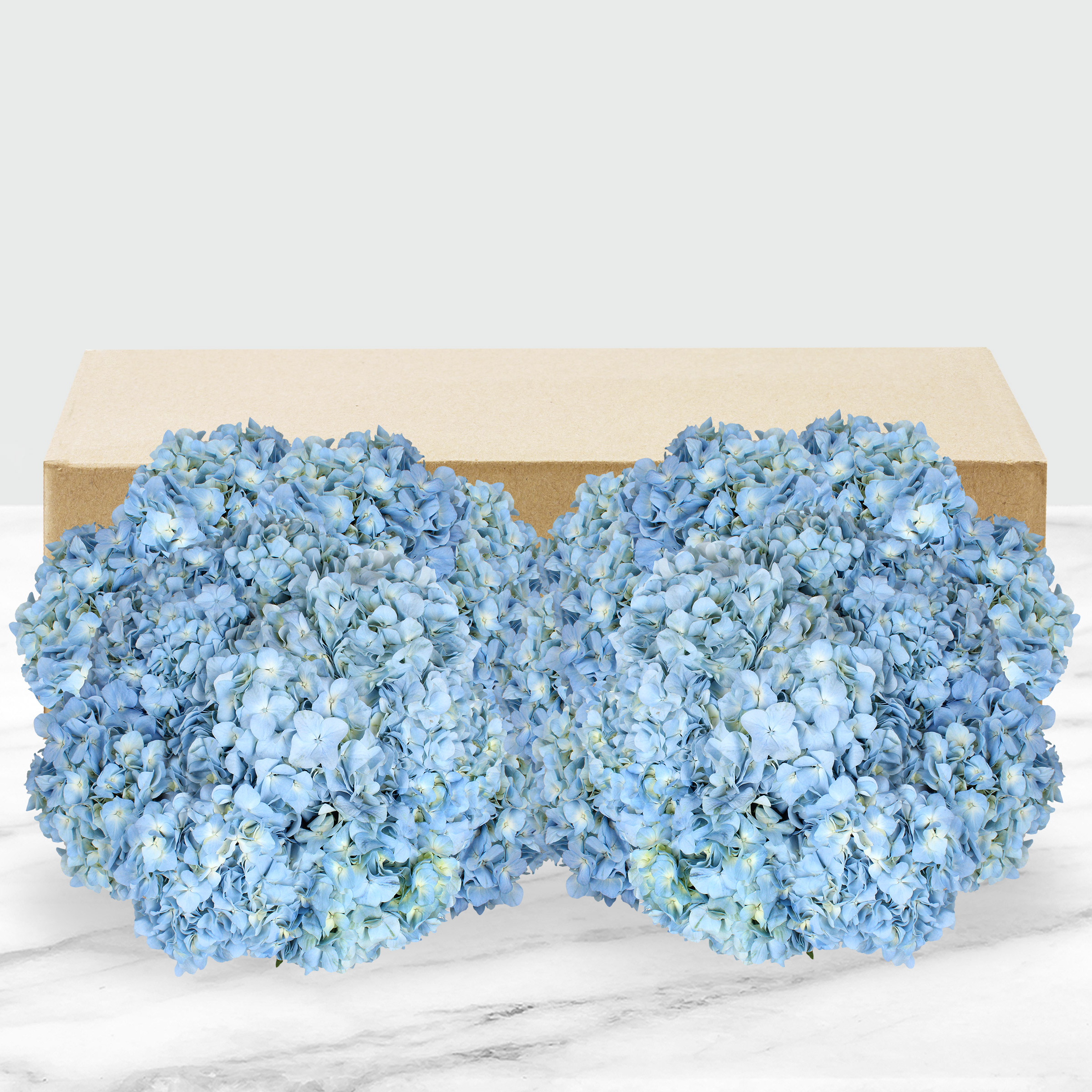 Hydrangea4936　0807指定18日 Hydrangea4936 0807指定18日 Strawberry Sundae®Panicle