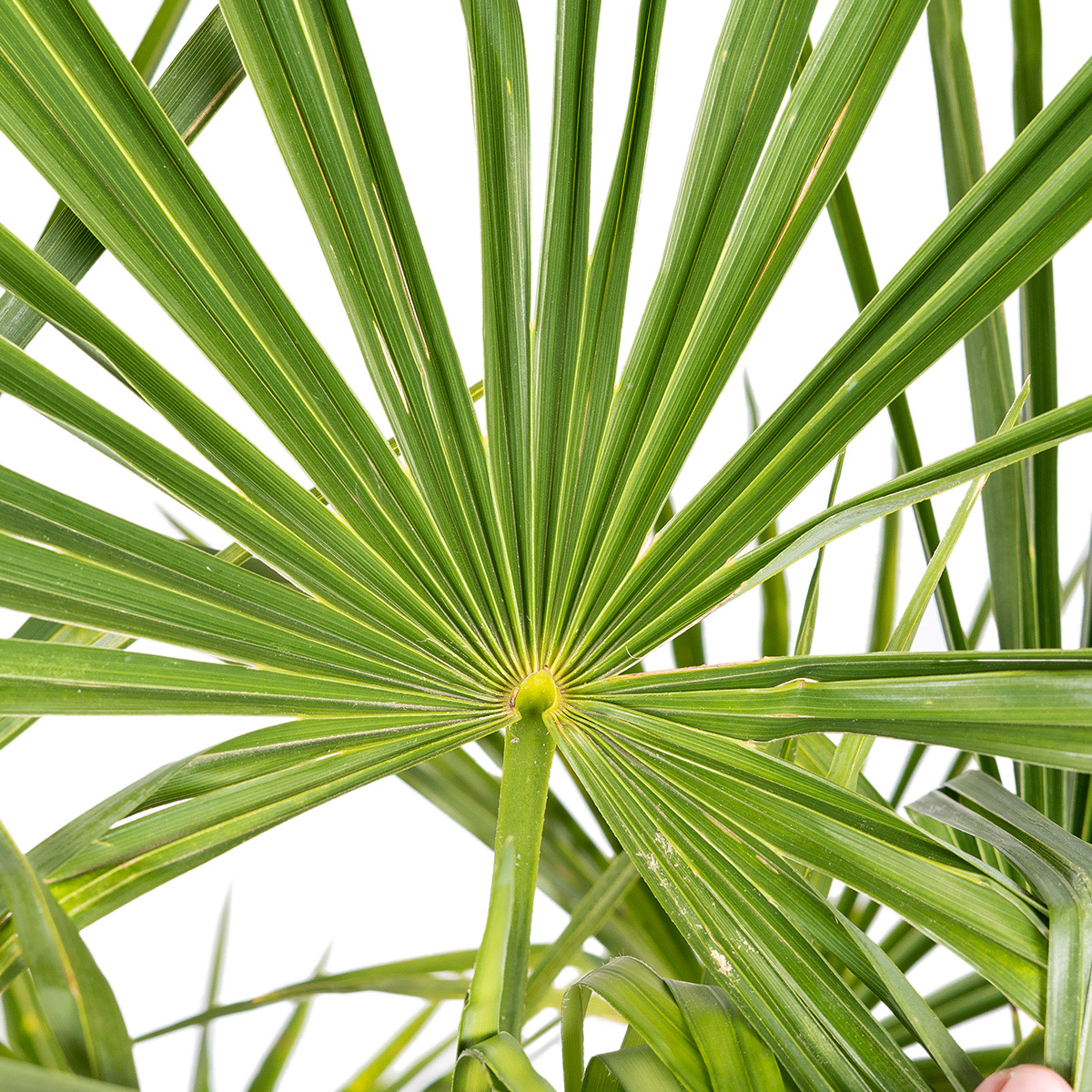 Enlarge Product Preview 4