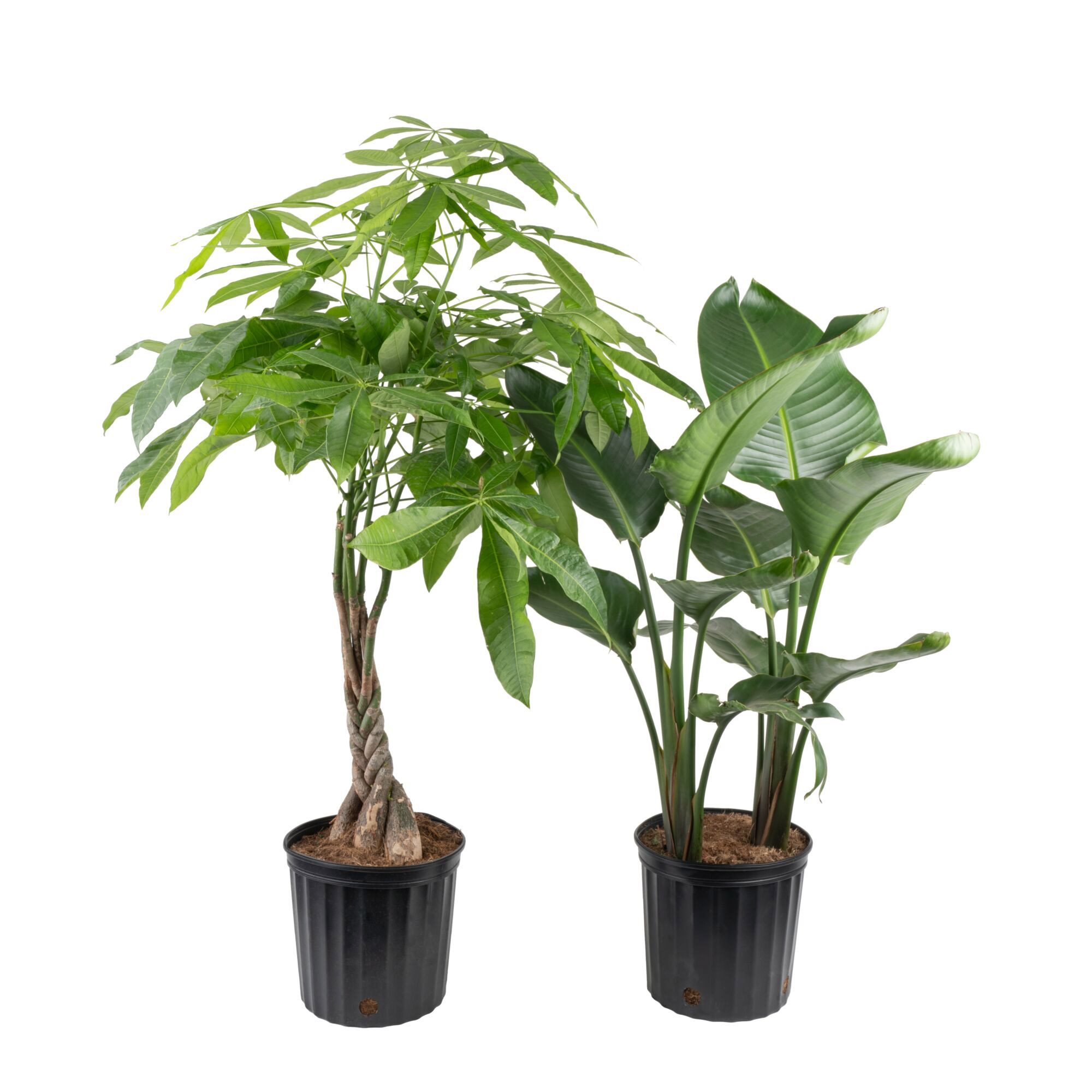 Costa Farms Money Tree and White Bird of Paradise Houseplant in Nursery Pot  2-pack