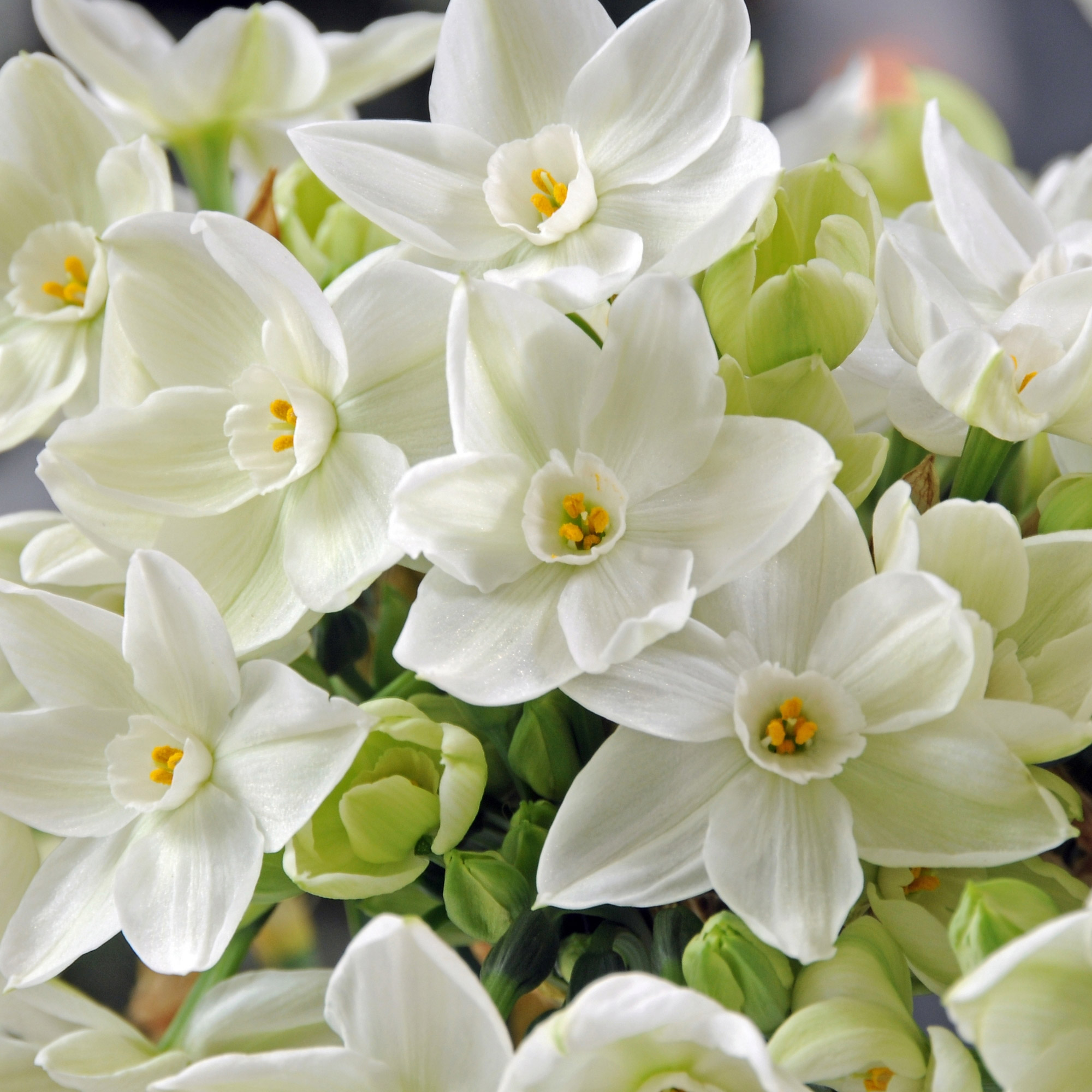 Enlarge Product Preview 3