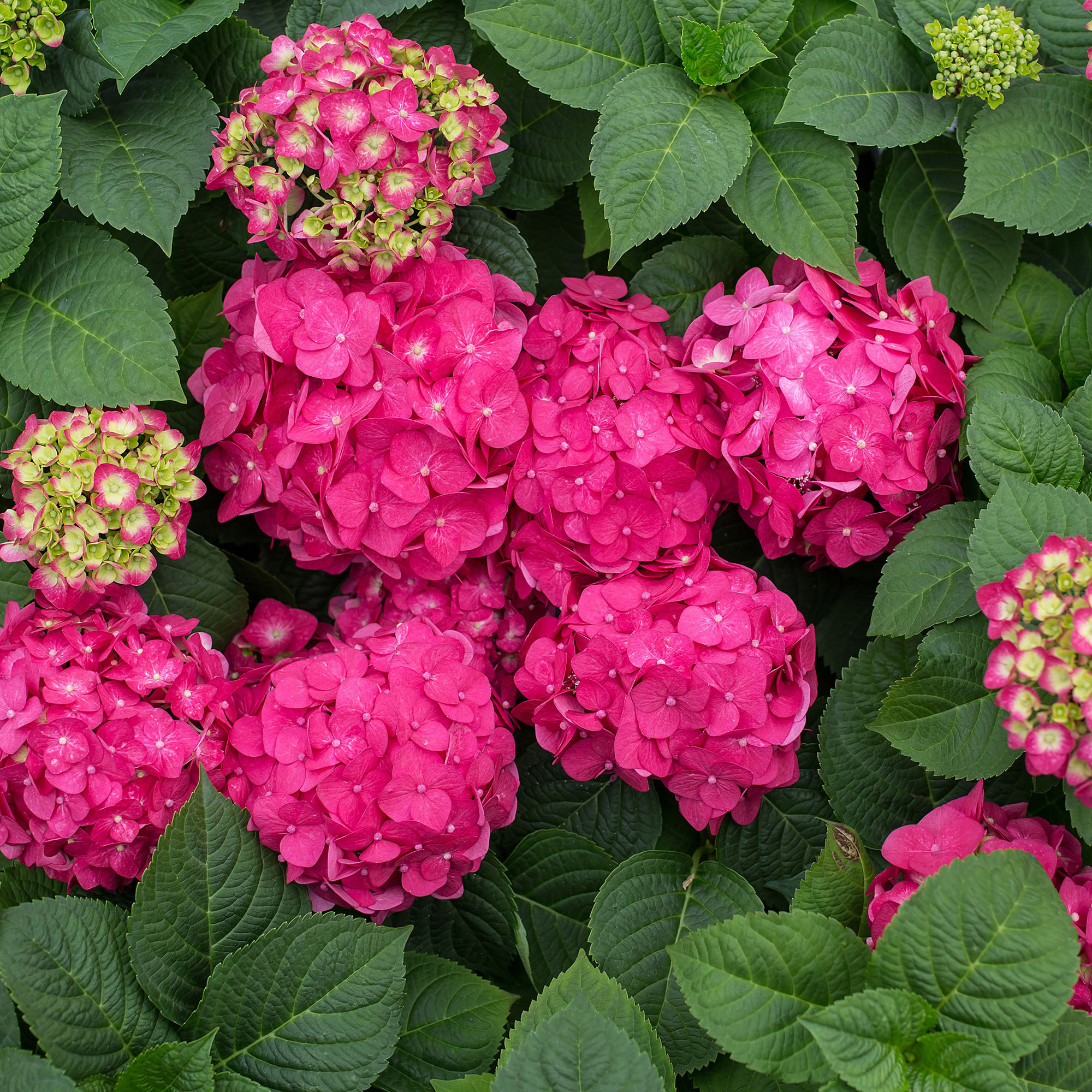 Enlarge Product Preview 2 Successfully Enriched by automation Job.