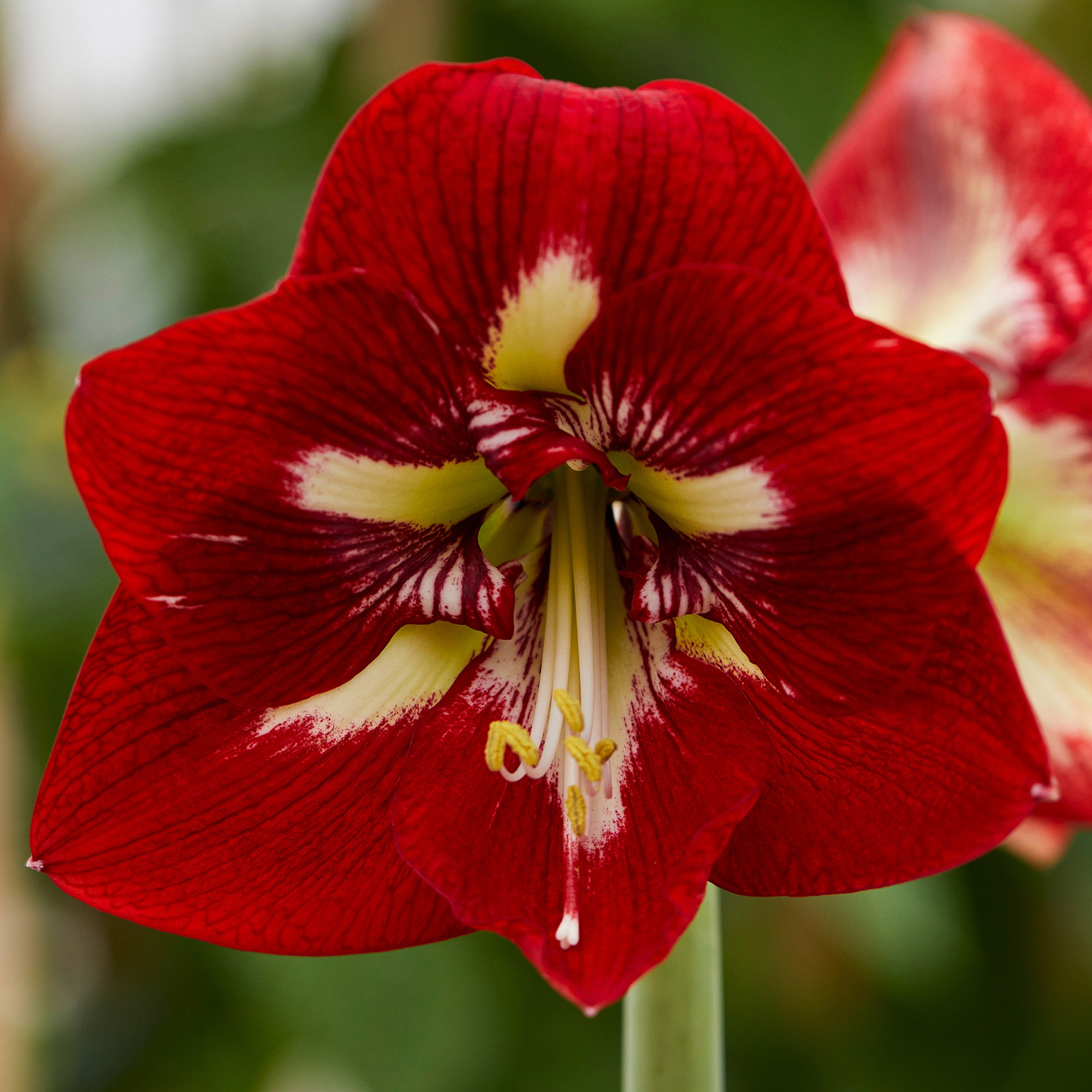 Amaryllisページ DOUBLE KING' Amaryllis (Hippeastrum x 'double king