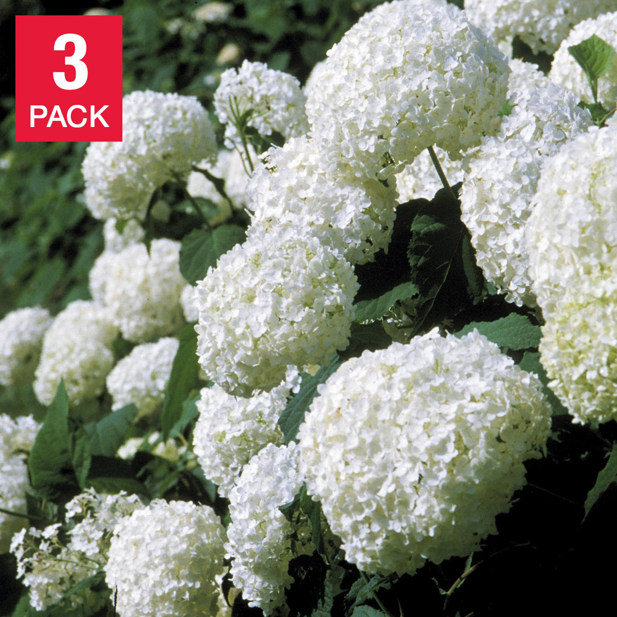 Longfield Gardens Hydrangea Annabelle, 3-pack