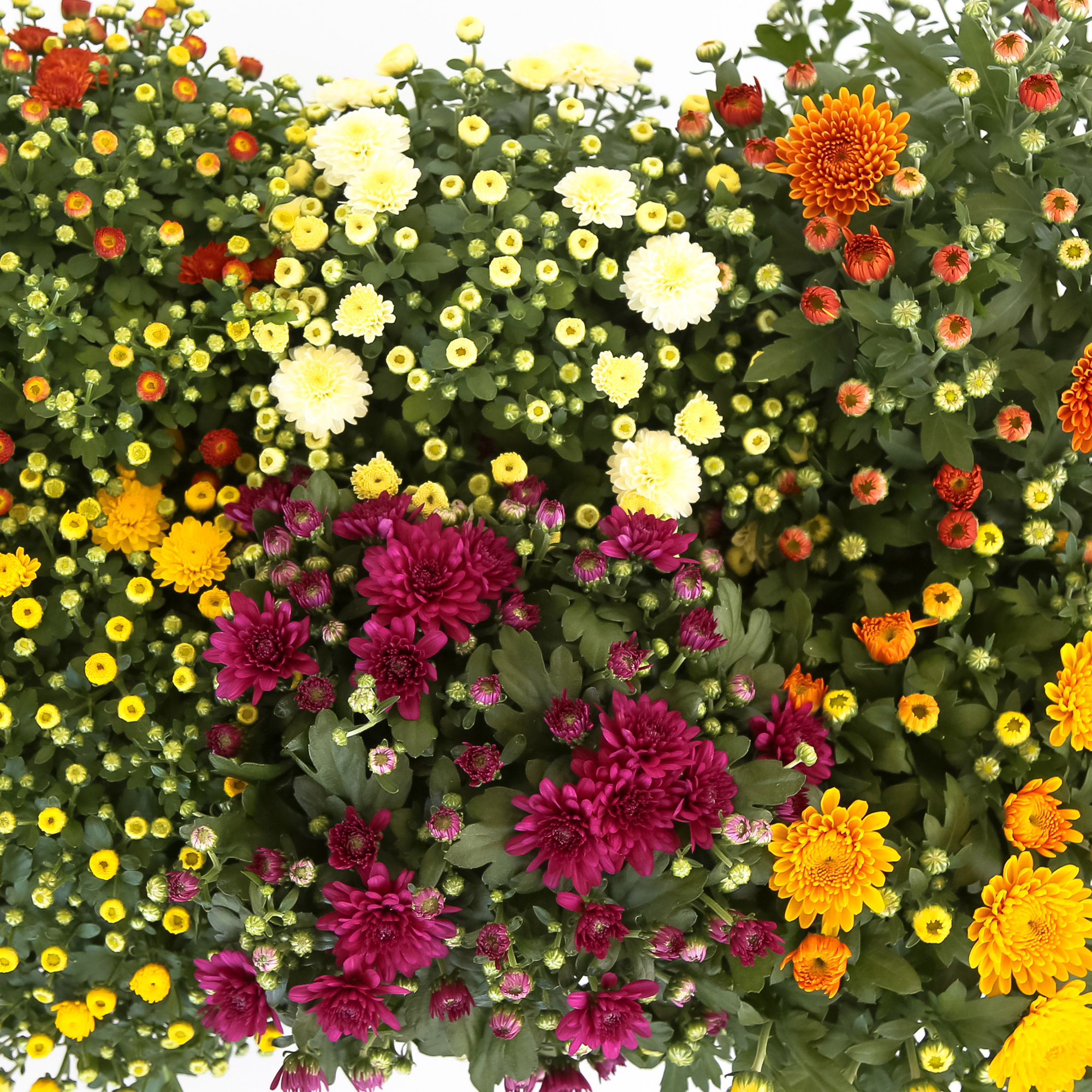 Enlarge Product Preview 5