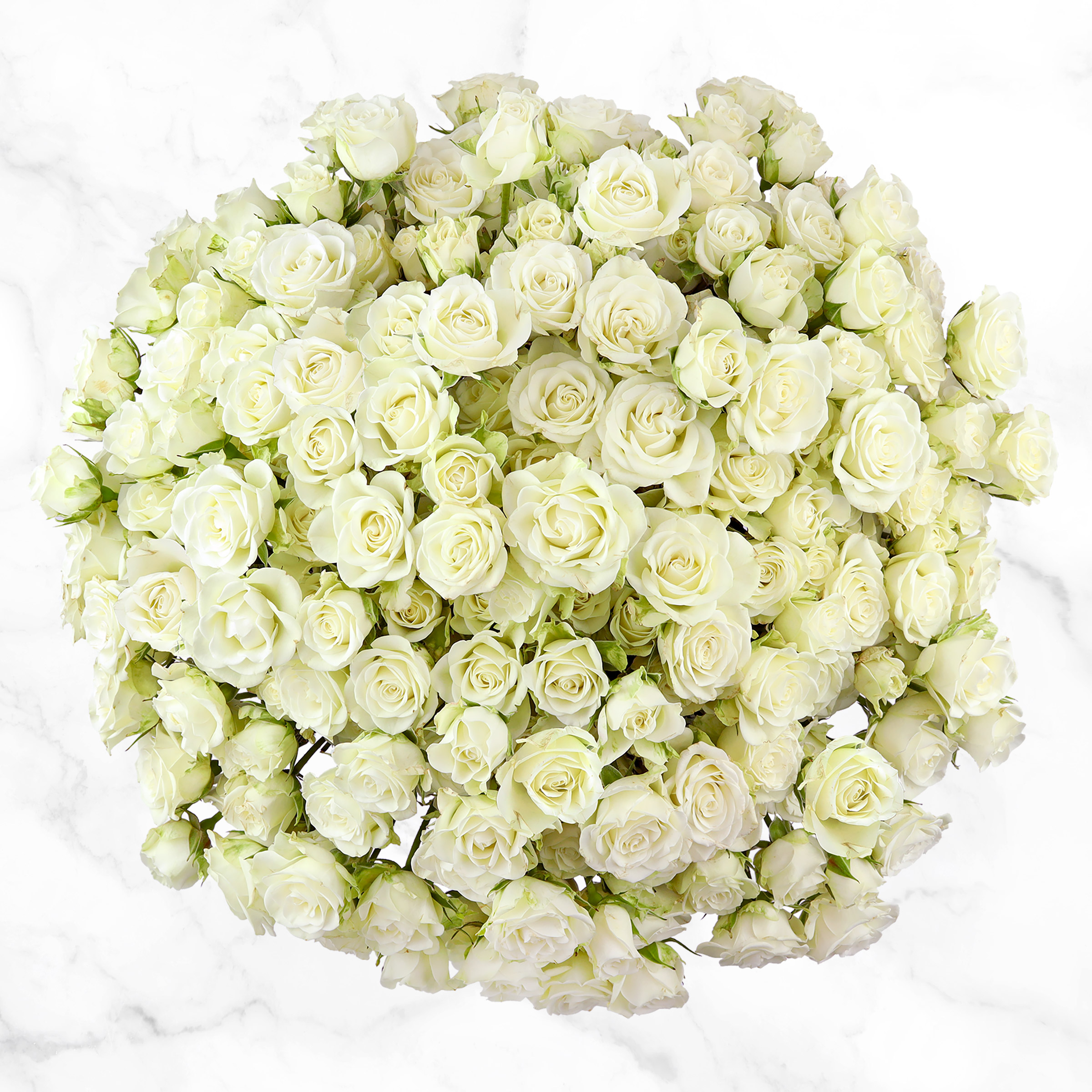 50-stem Spray Roses