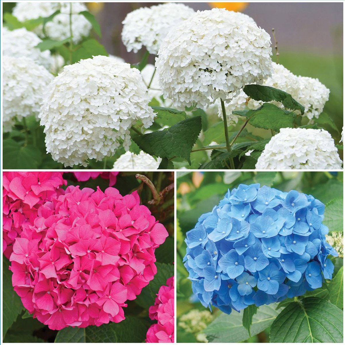 Horticana: Bold Blooms Hydrangea Collection | Costco