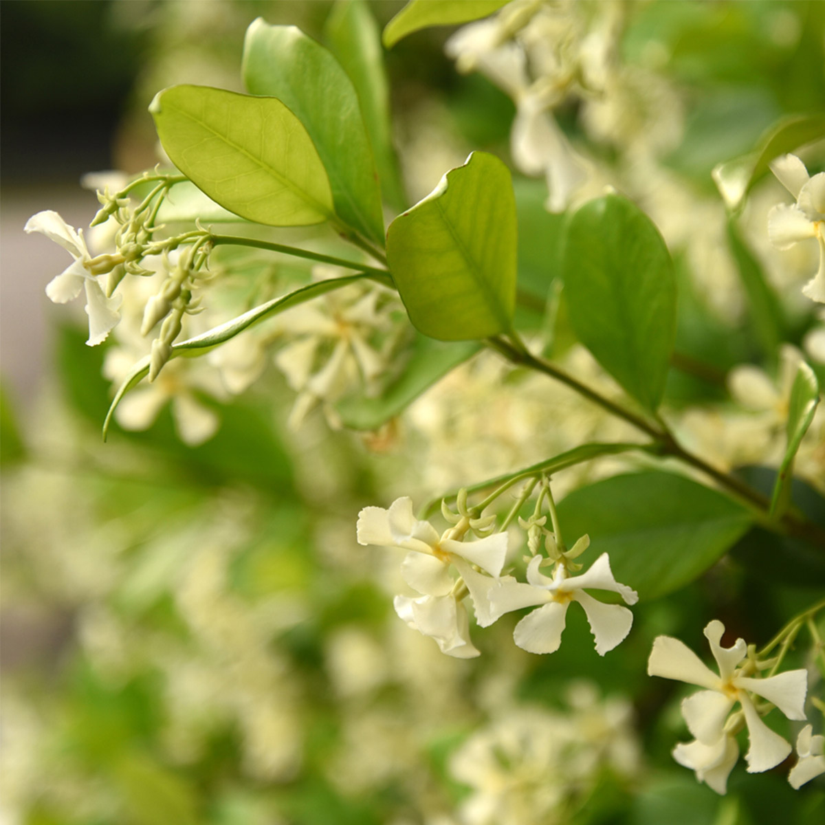 Enlarge Product Preview 2