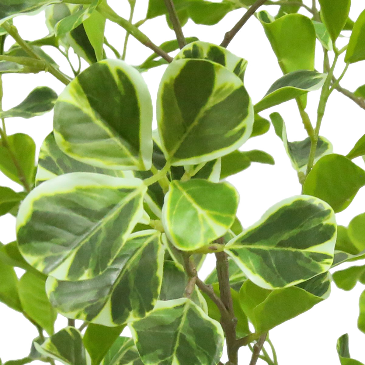 Enlarge Product Preview 5