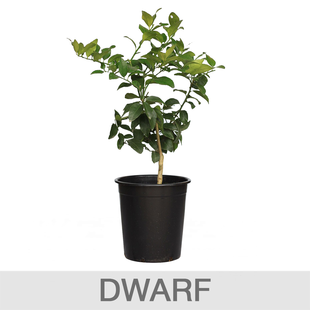 Enlarge Product Preview 2