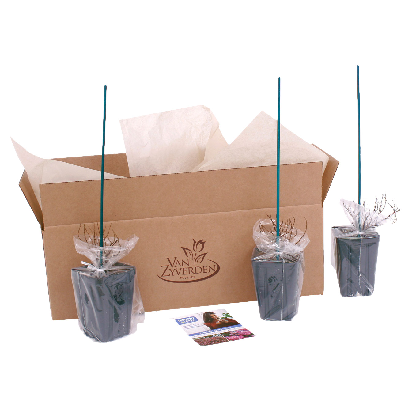 Bloomin Easy® by Van Zyverden Spireae 4