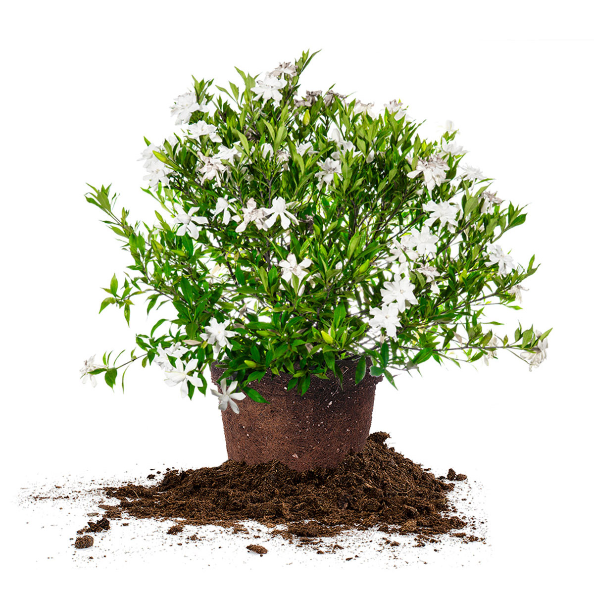 Gardenia Frost Proof Collection