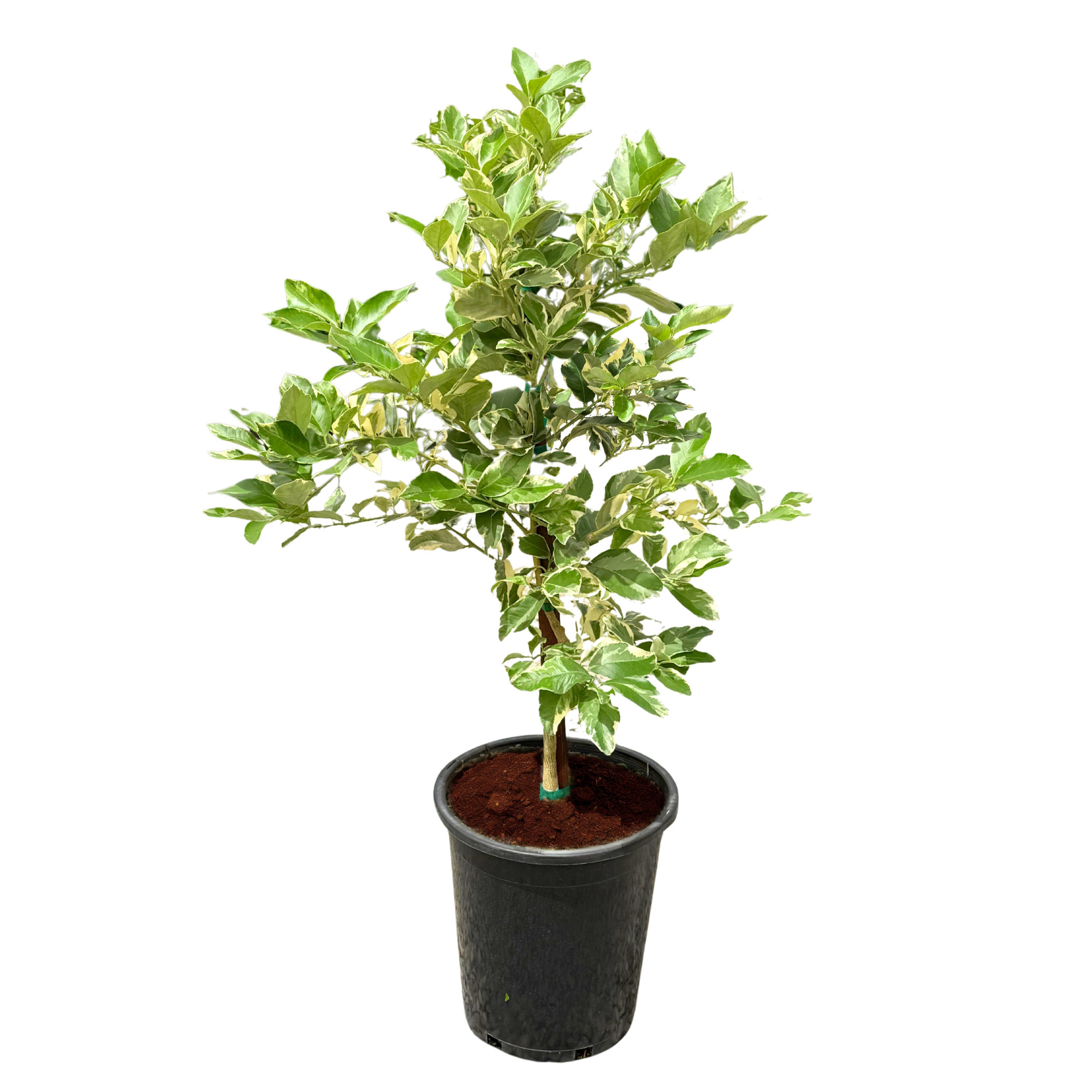 Alder & Oak Eureka Pink Variegated Lemon, Semi-dwarf | Costco