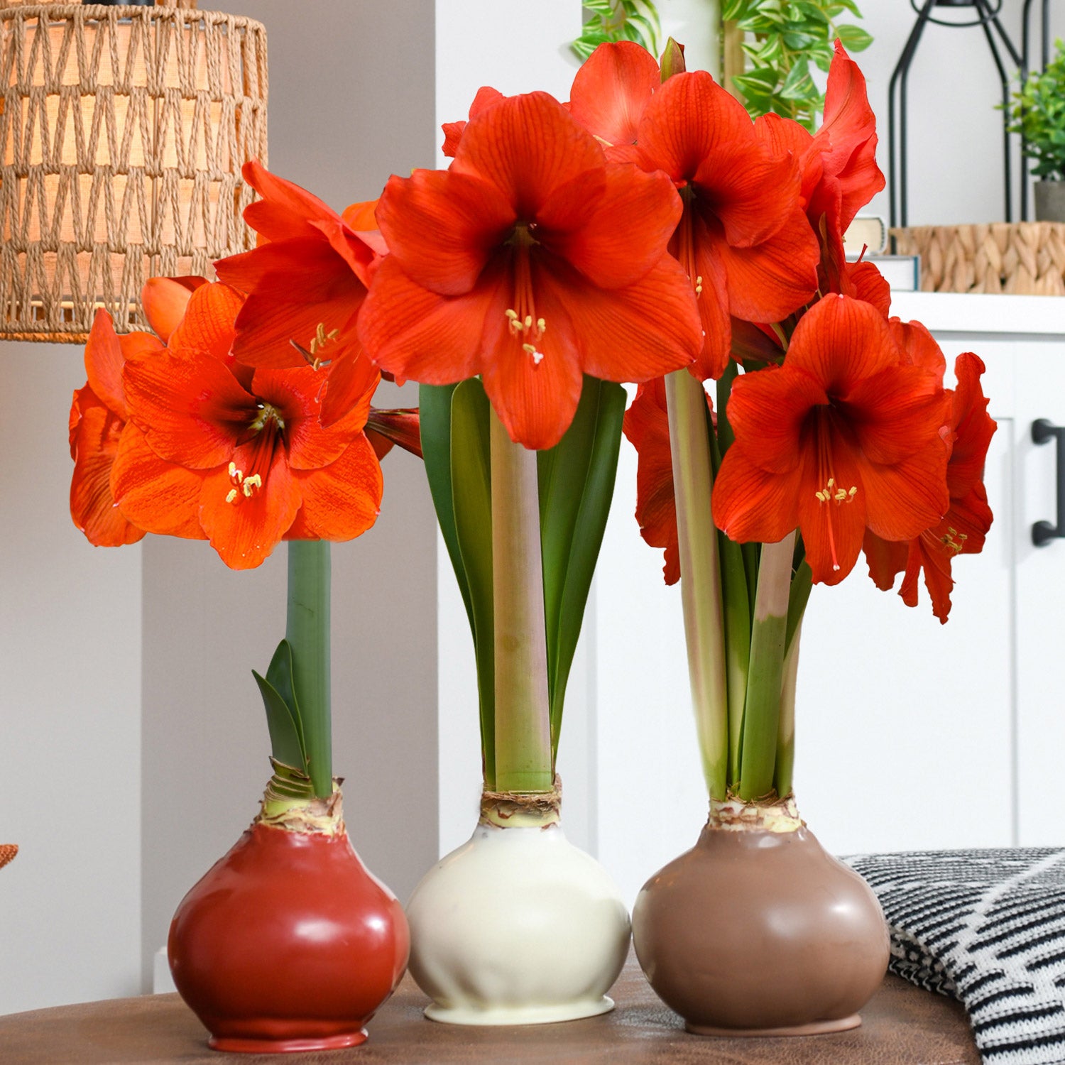 Bloomaker Cozy Waxed Amaryllis Trio, No Water Needed | Costco