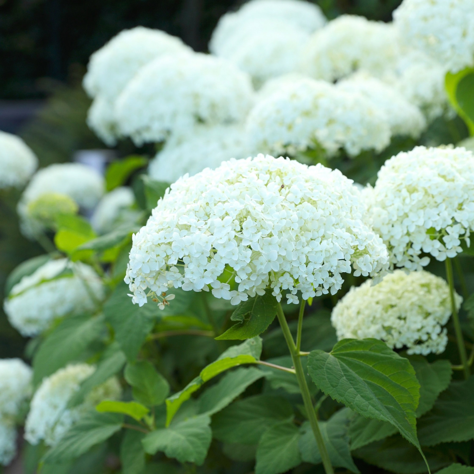 Enlarge Product Preview 3