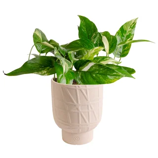 6" ASSORTED TROPICALS SELF WATERING POT