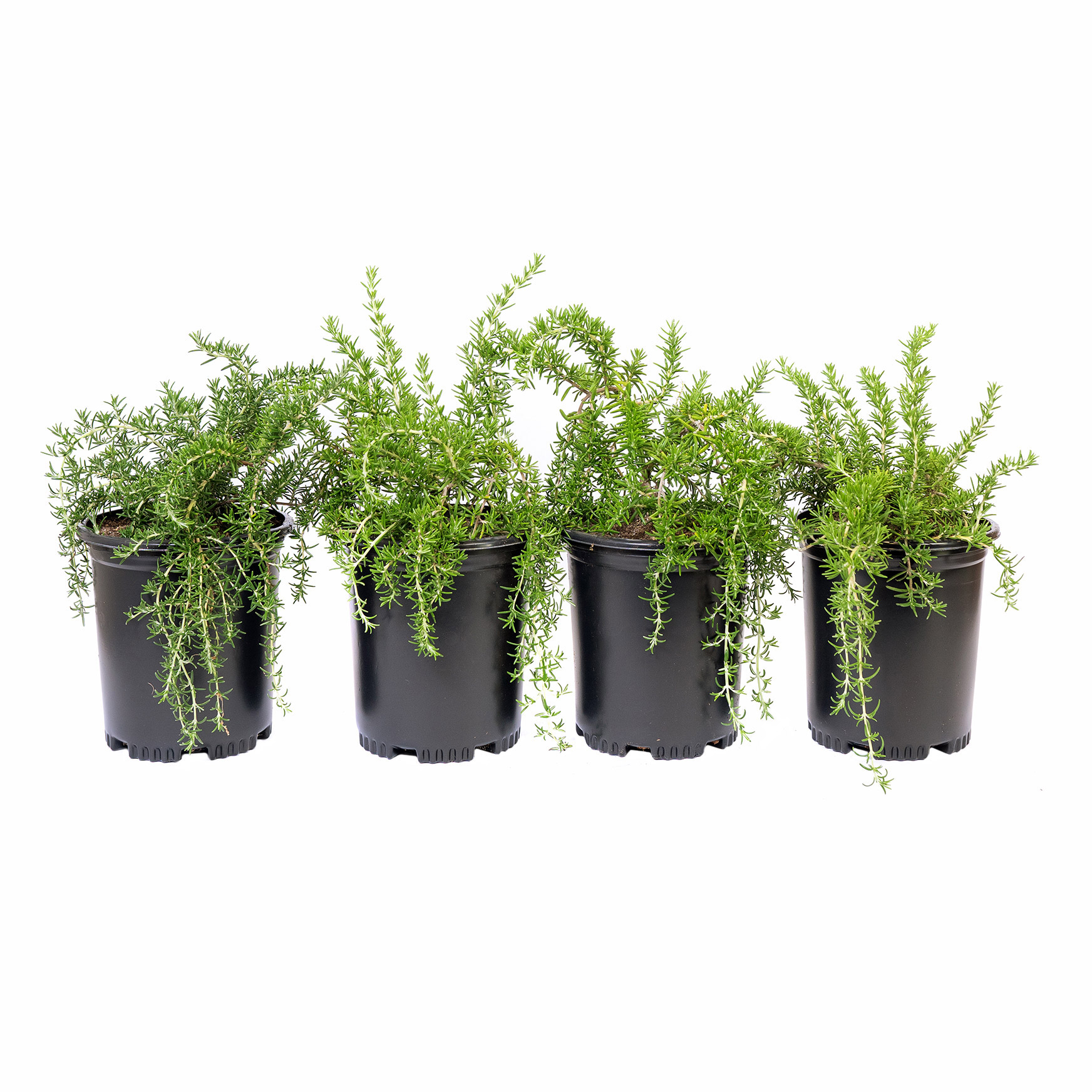 Alder & Oak Rosemary #1 Grow Pot  4-pack
