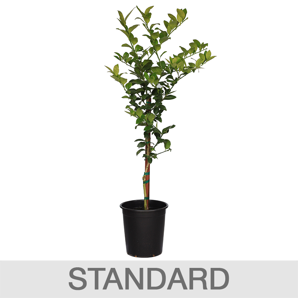 Enlarge Product Preview 4