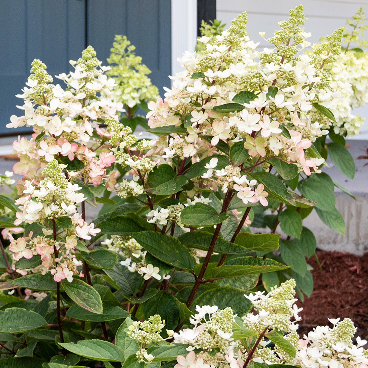 Enlarge Product Preview 5