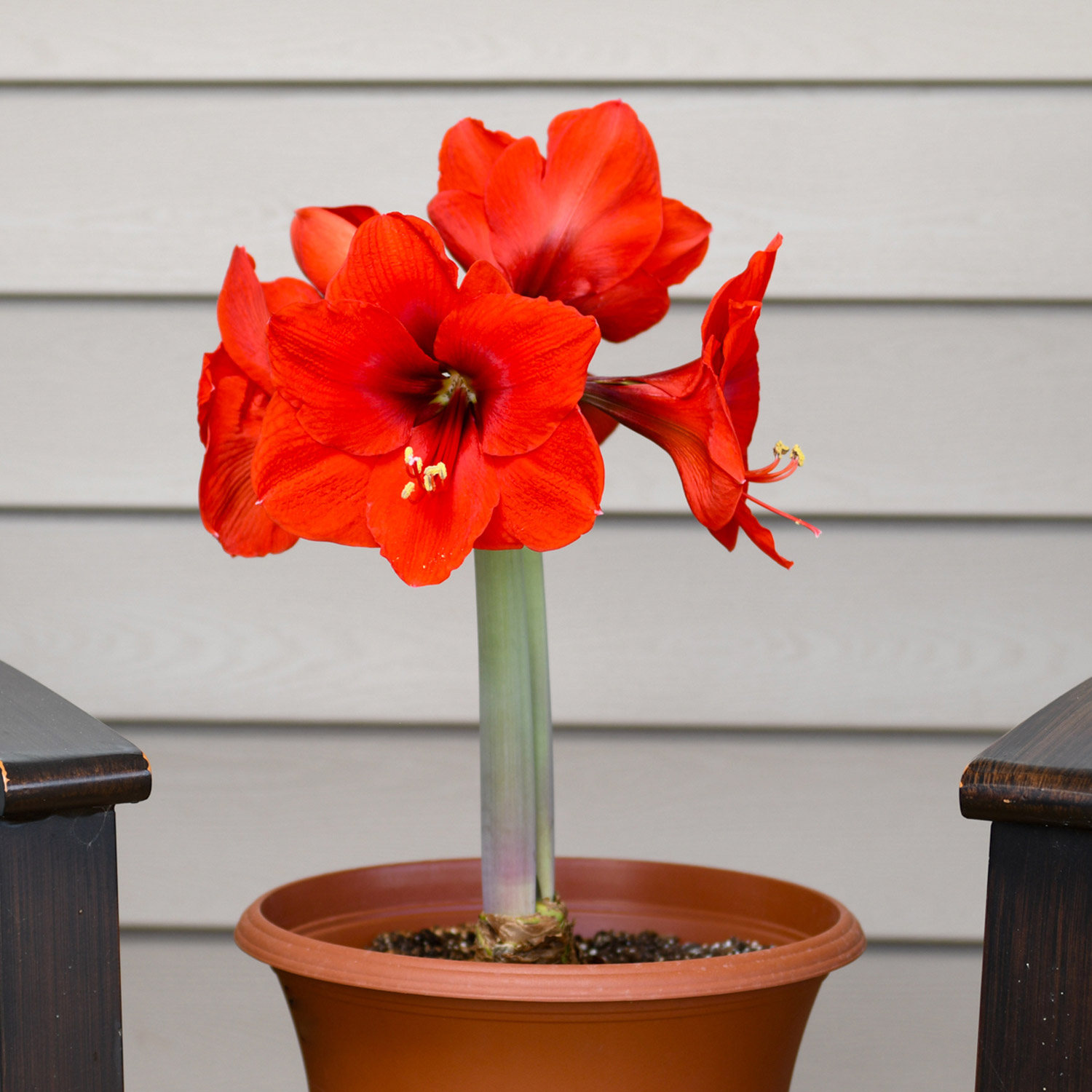 Enlarge Product Preview 2 Successfully Enriched by automation Job.