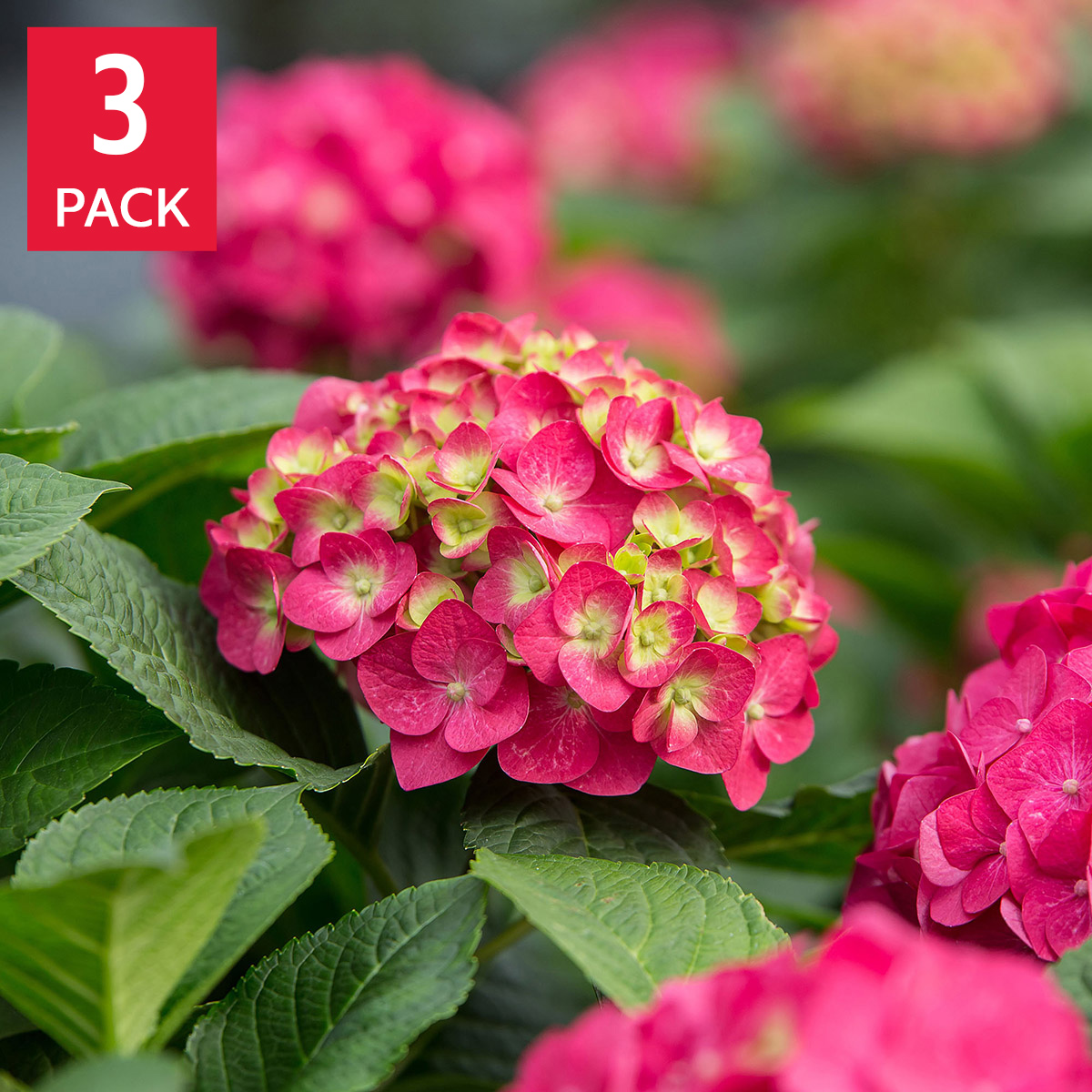 Hydrangea4937　0602 Longfield Gardens Pink/Red Hydrangea's | Costco