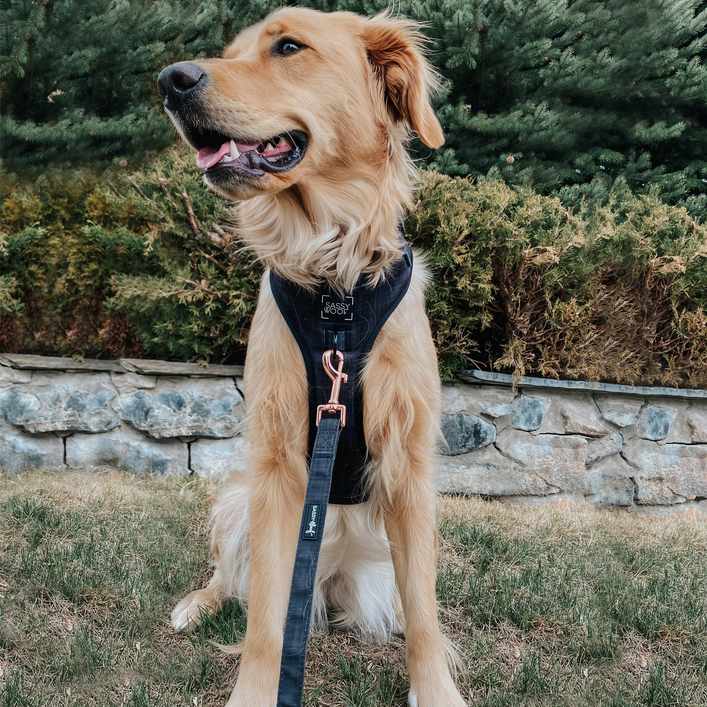 Sassy Woof - Costco Next