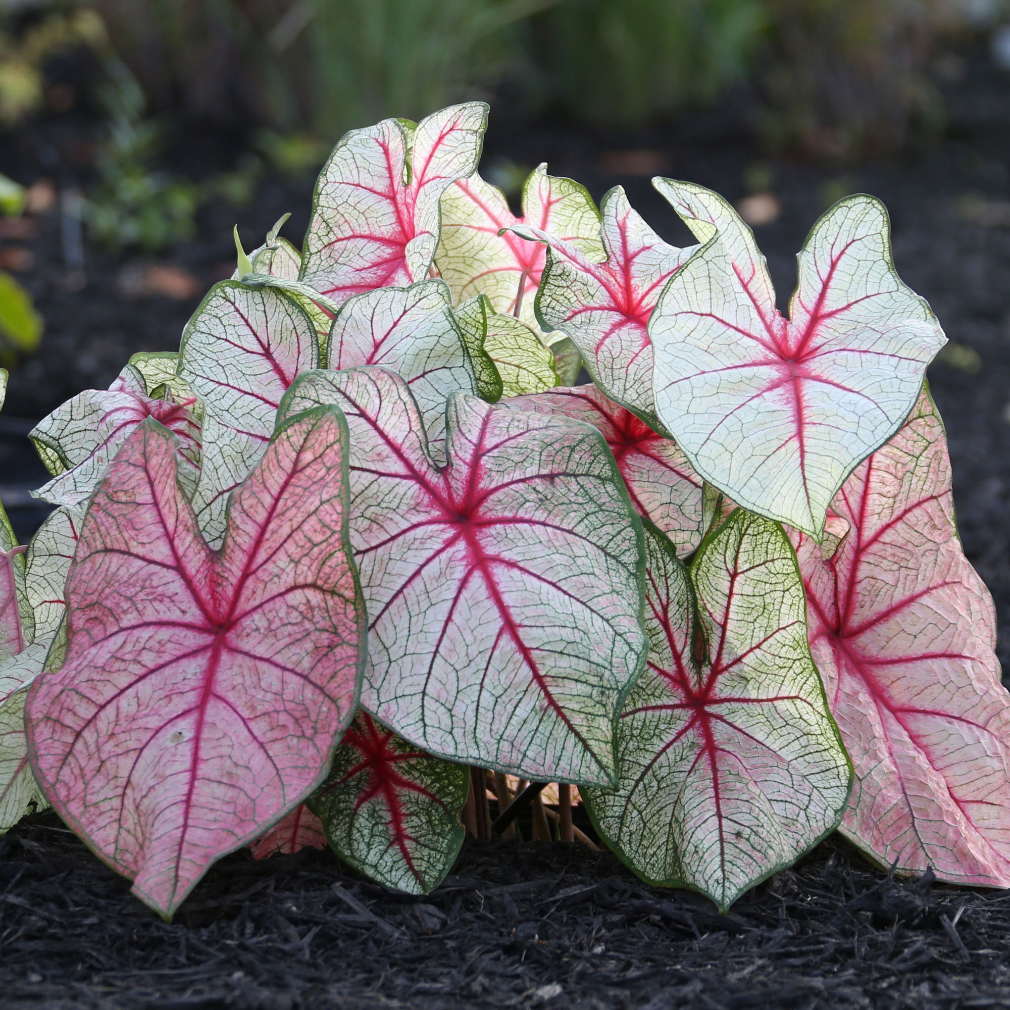 Longfield Gardens Shade Loving Container Collection - Thumbnail 3