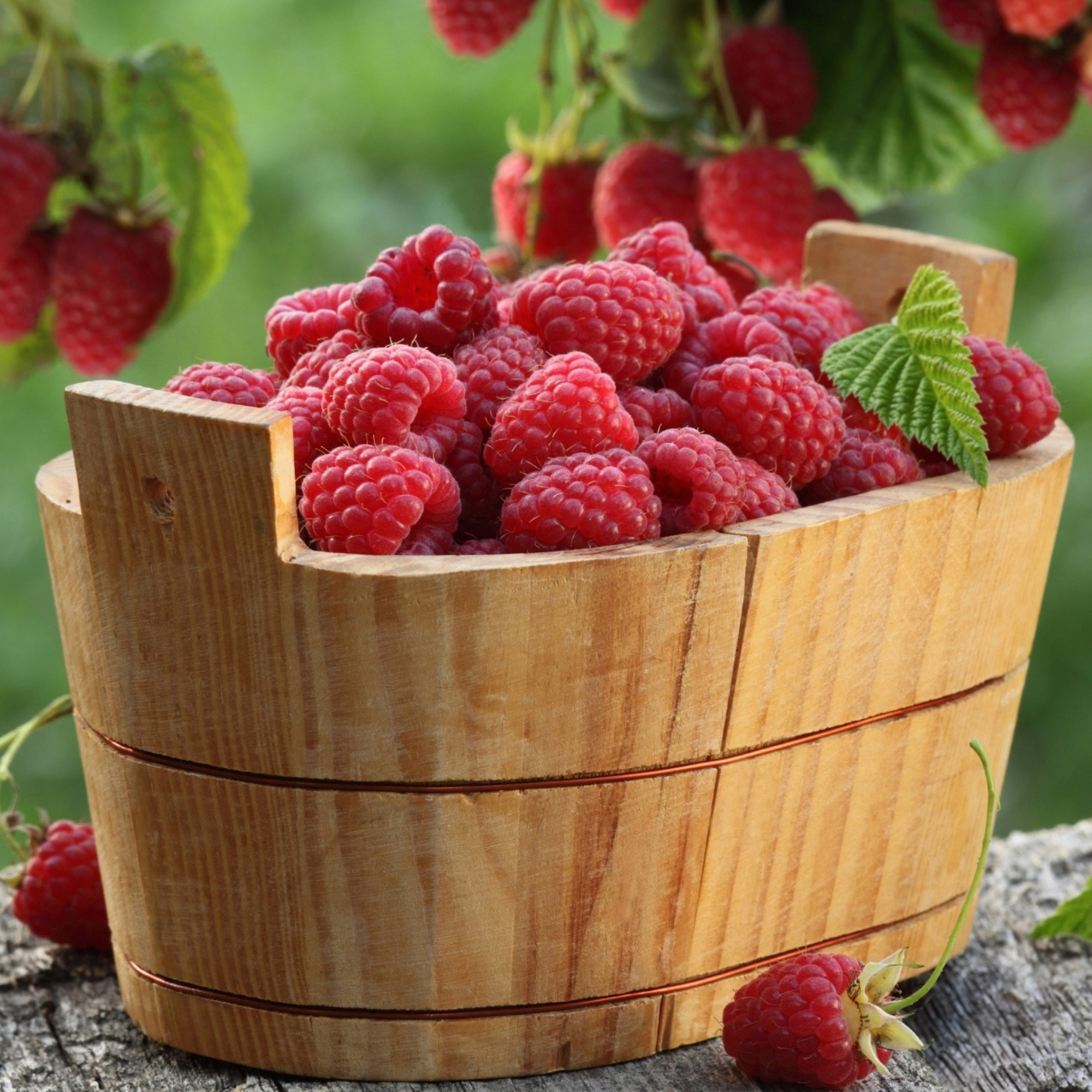 Enlarge Product Preview 2