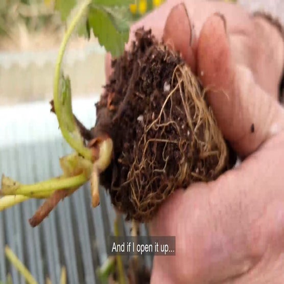 Play Product Video 1