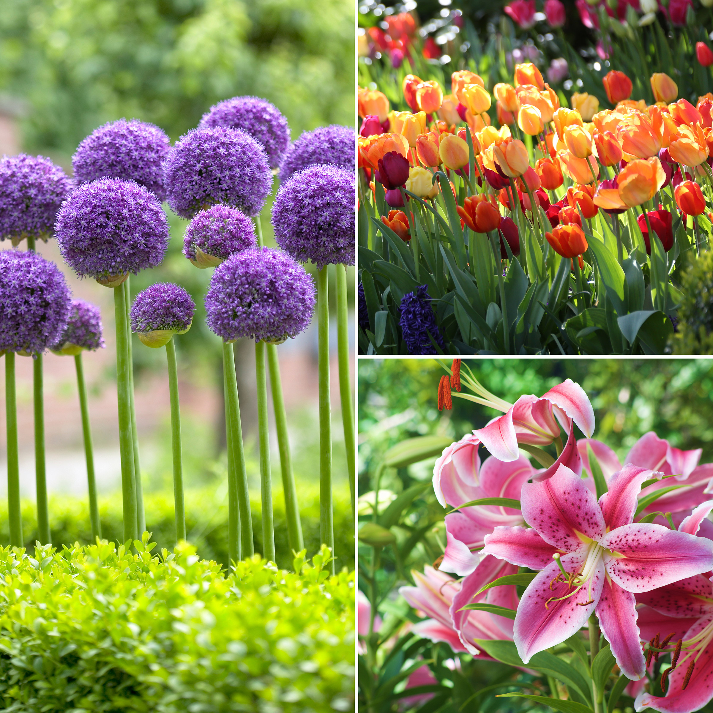 Enlarge Product Preview 5