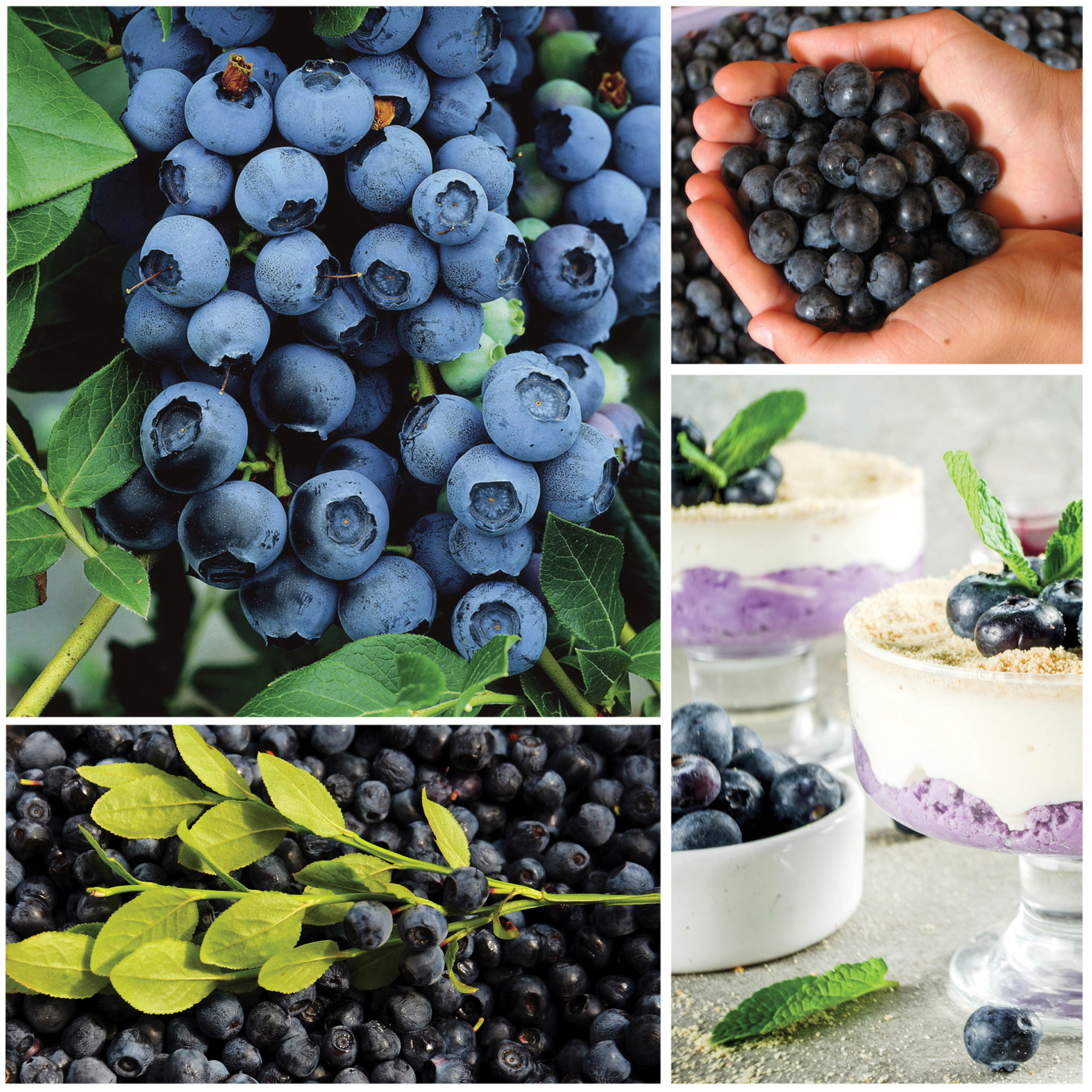 Horticana:Blueberry Harvest Collection